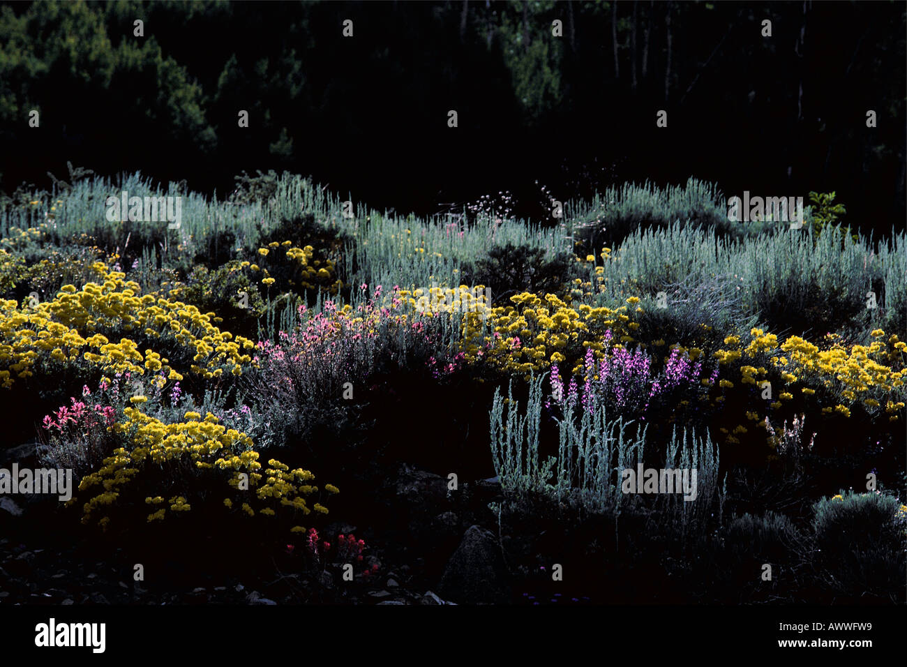 Sagebrush habitats hires stock photography and images Alamy