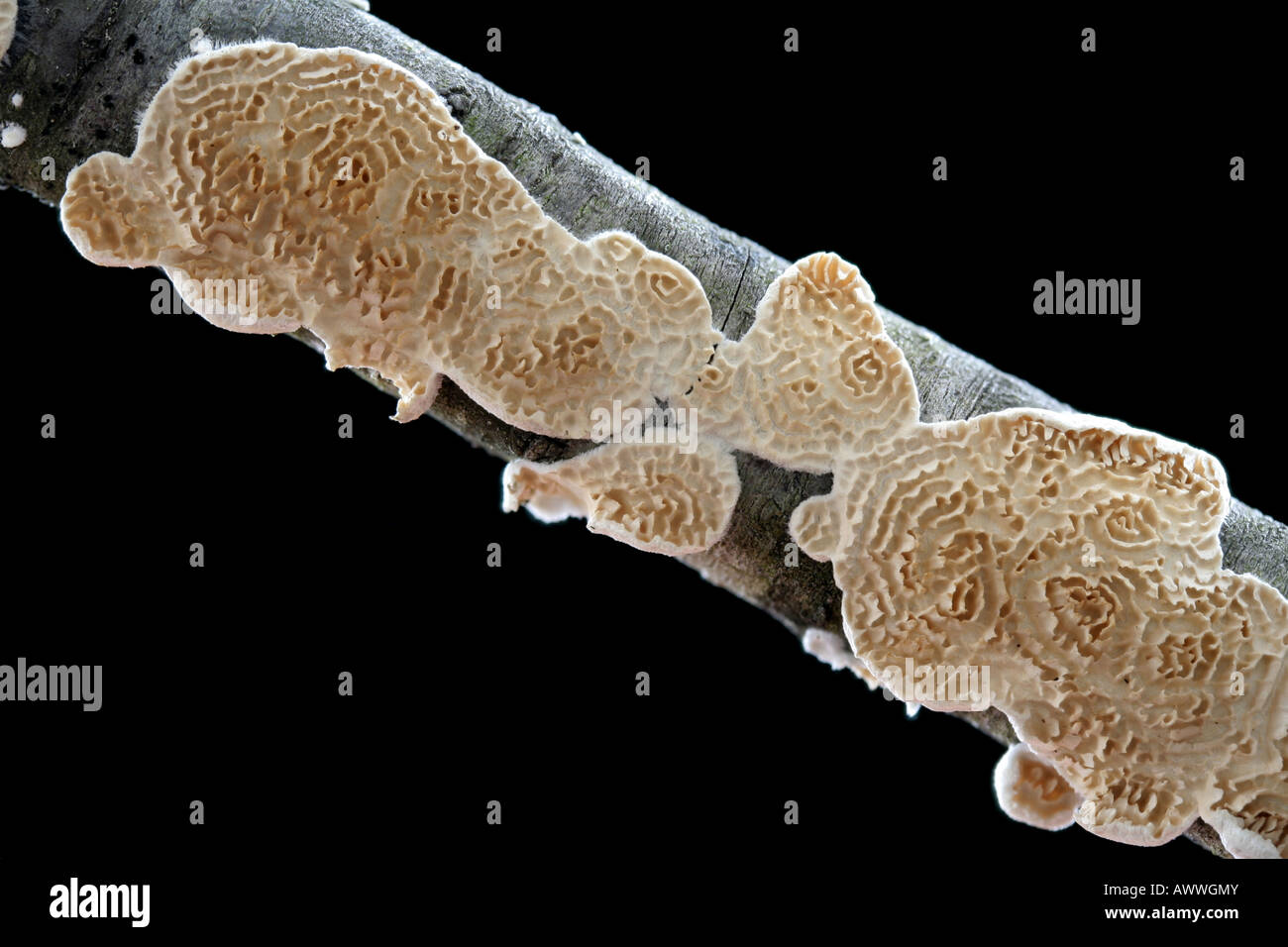 A fungus, Irpex lacteus,  growing on a stick. Stock Photo