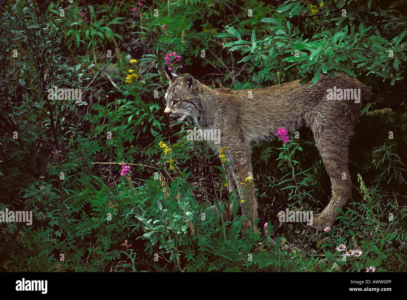Lynx in alpine flowers Teklanika River Alaska Range Alaska Stock Photo