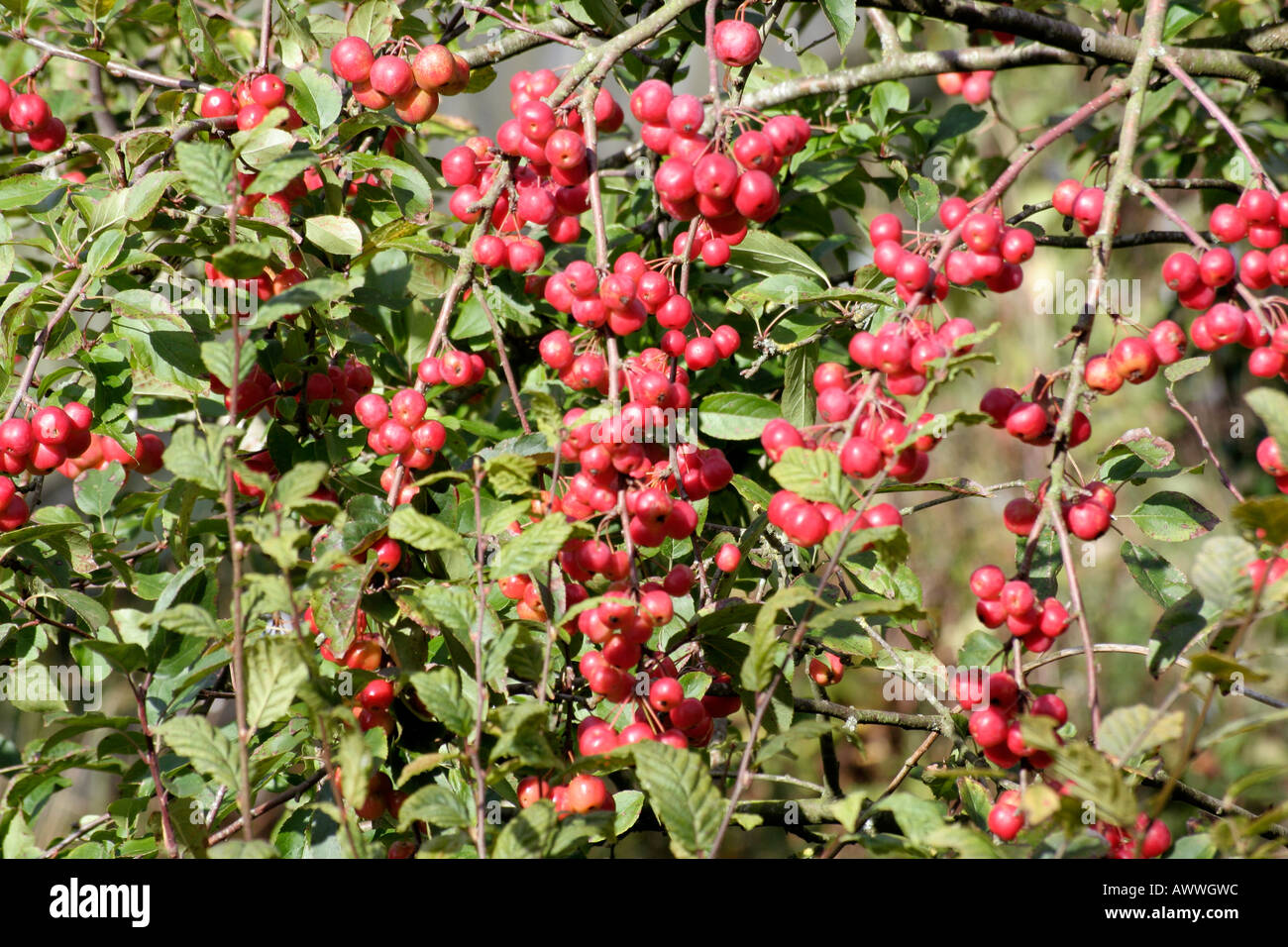 Malus x robusta Red Sentinel as the fruits attain their full vibrancy during October and then persist all winter Stock Photo