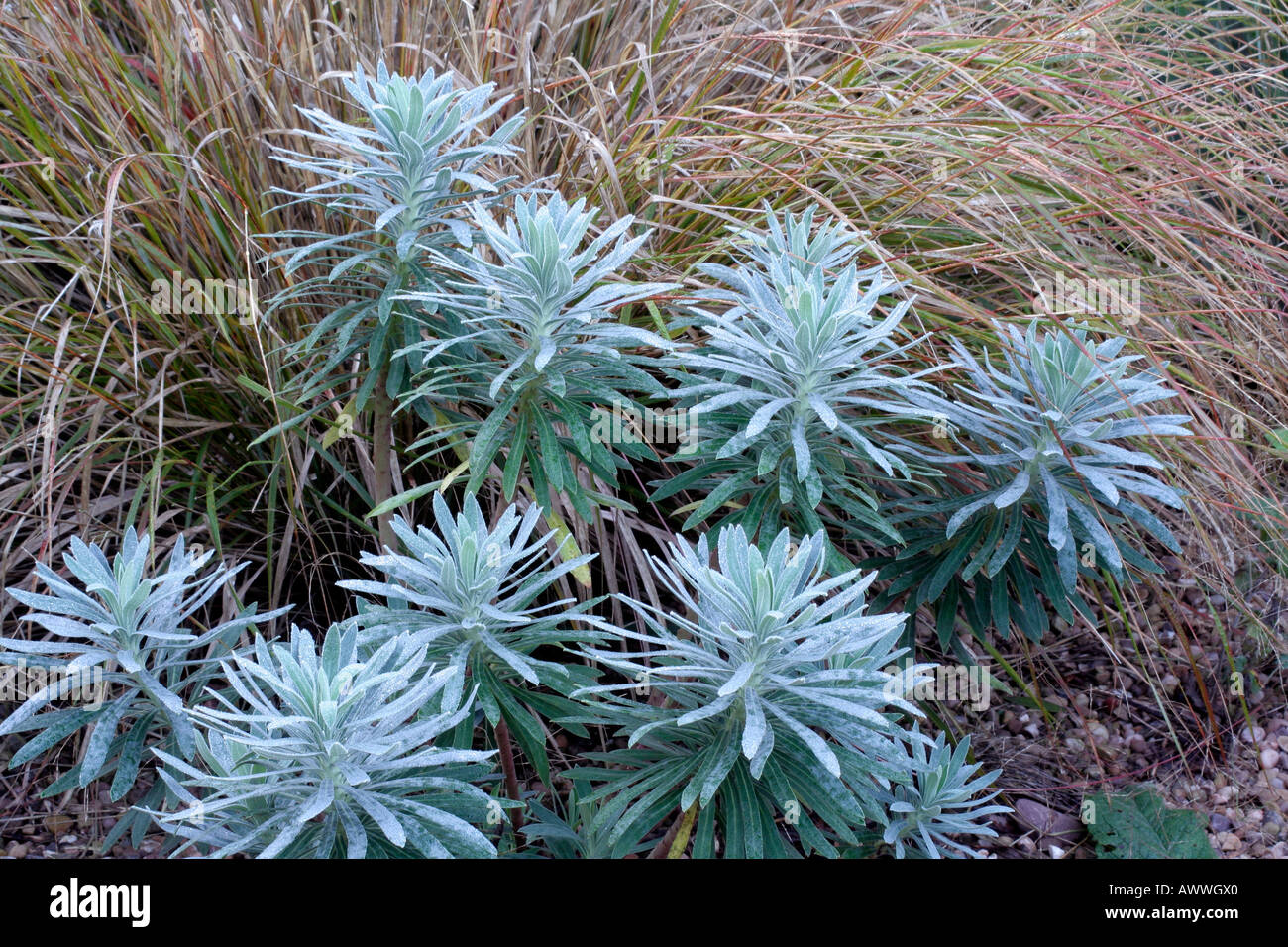 Euphorbia characias wulfenii with Stipa arundinacea in Holbrook Garden during October Stock Photo