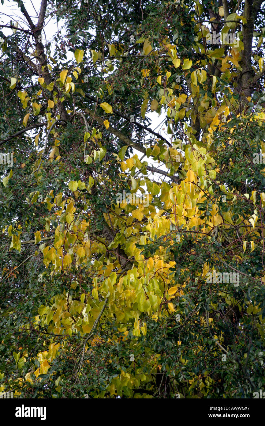 Autumn foliage of Celastrus orbiculatus climbing up a Nothofagus obliqua in Holbrook Garden UK Stock Photo