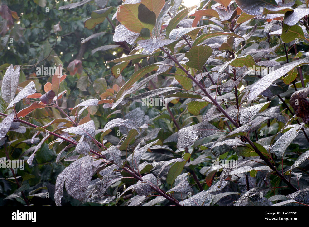 Autumn dew on Cotinus Grace Stock Photo