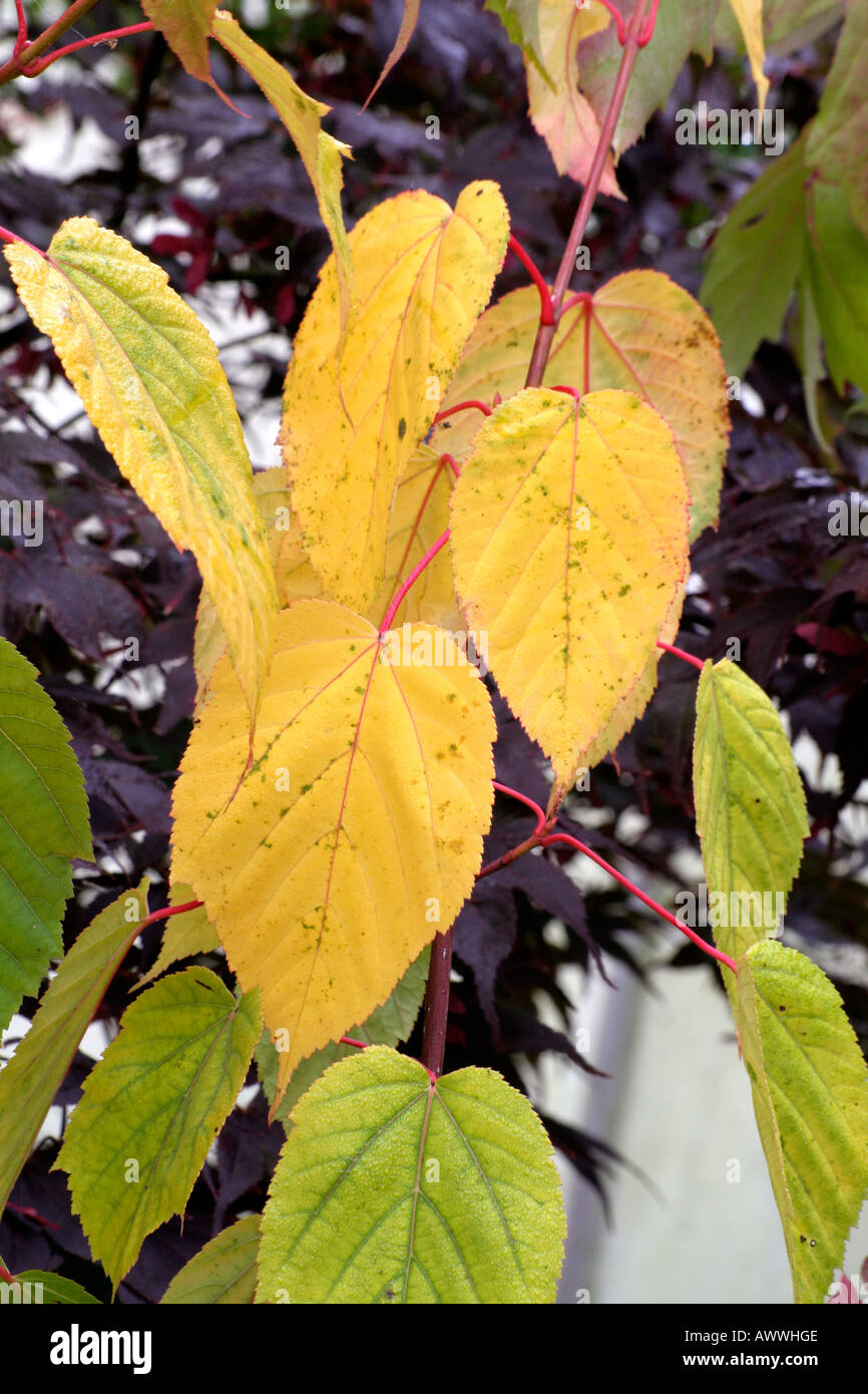 Acer davidii autumn foliage Stock Photo