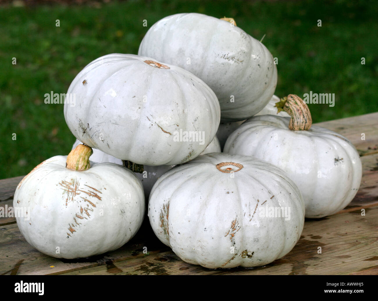 Winter squashes Crown Prince Stock Photo