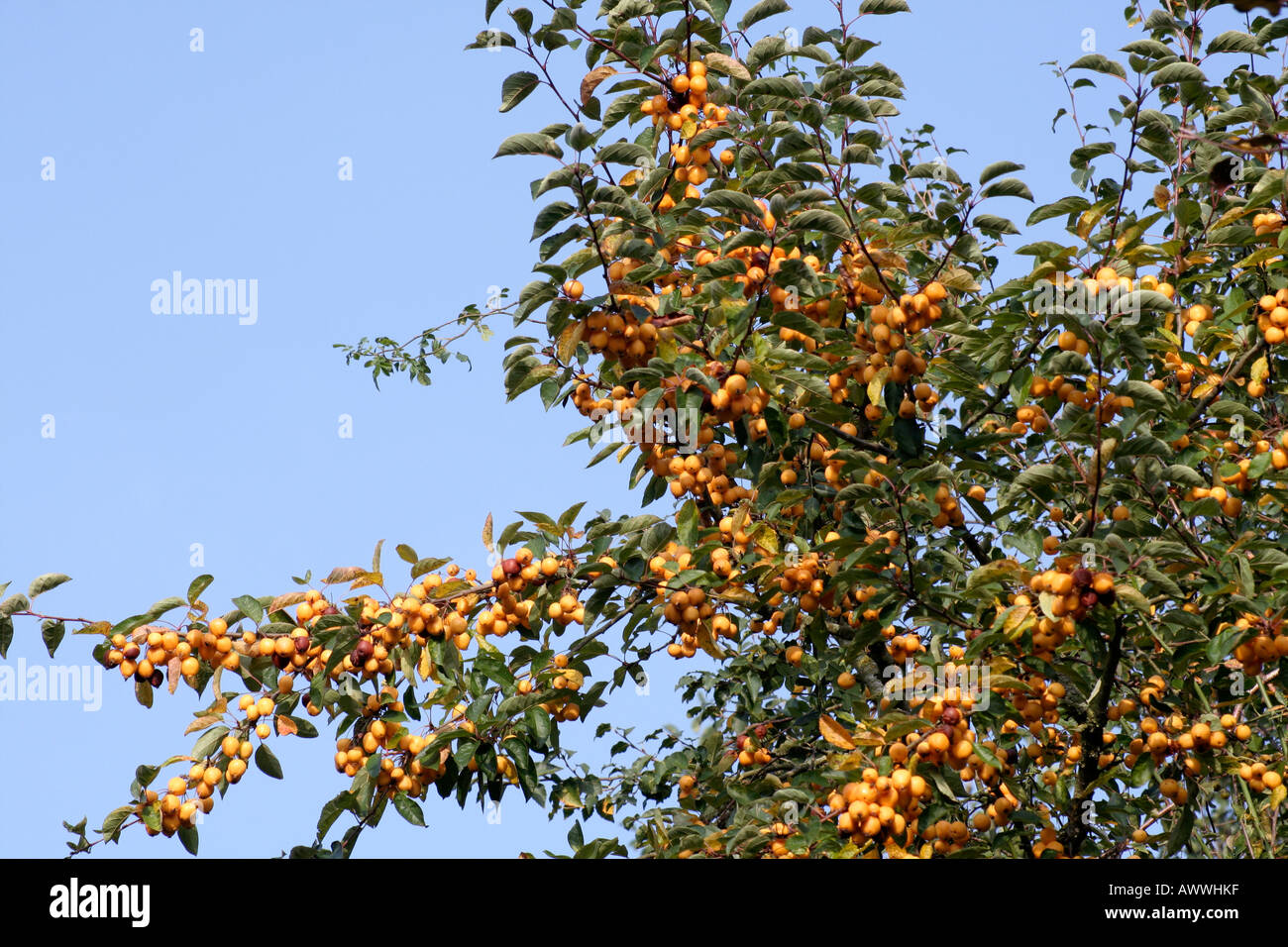 Malus x zumi Golden in mid October Stock Photo Alamy