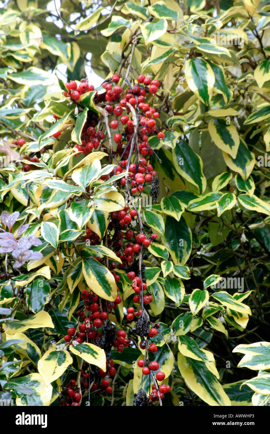 Elaeagnus Gilt Edge and Tamus communis fruits Stock Photo