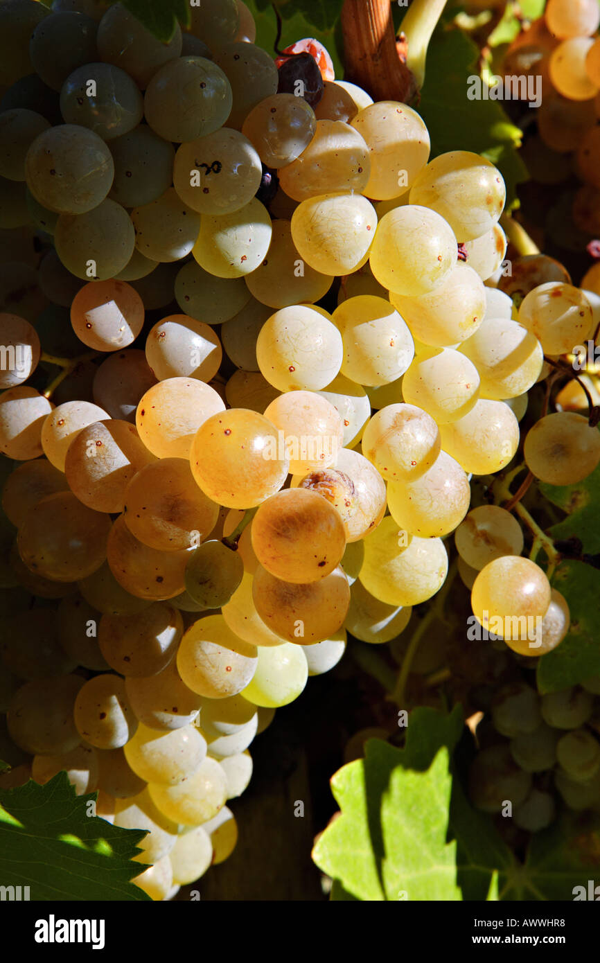 White grape in Herault, Languedoc, France Stock Photo Alamy