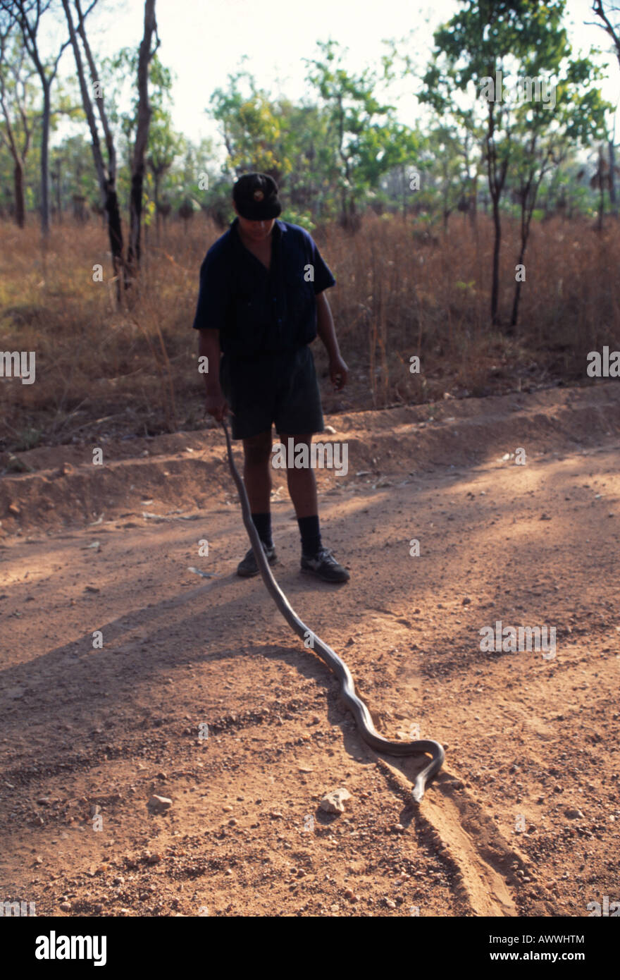 Dead snake killed bu car, northern Australia Stock Photo
