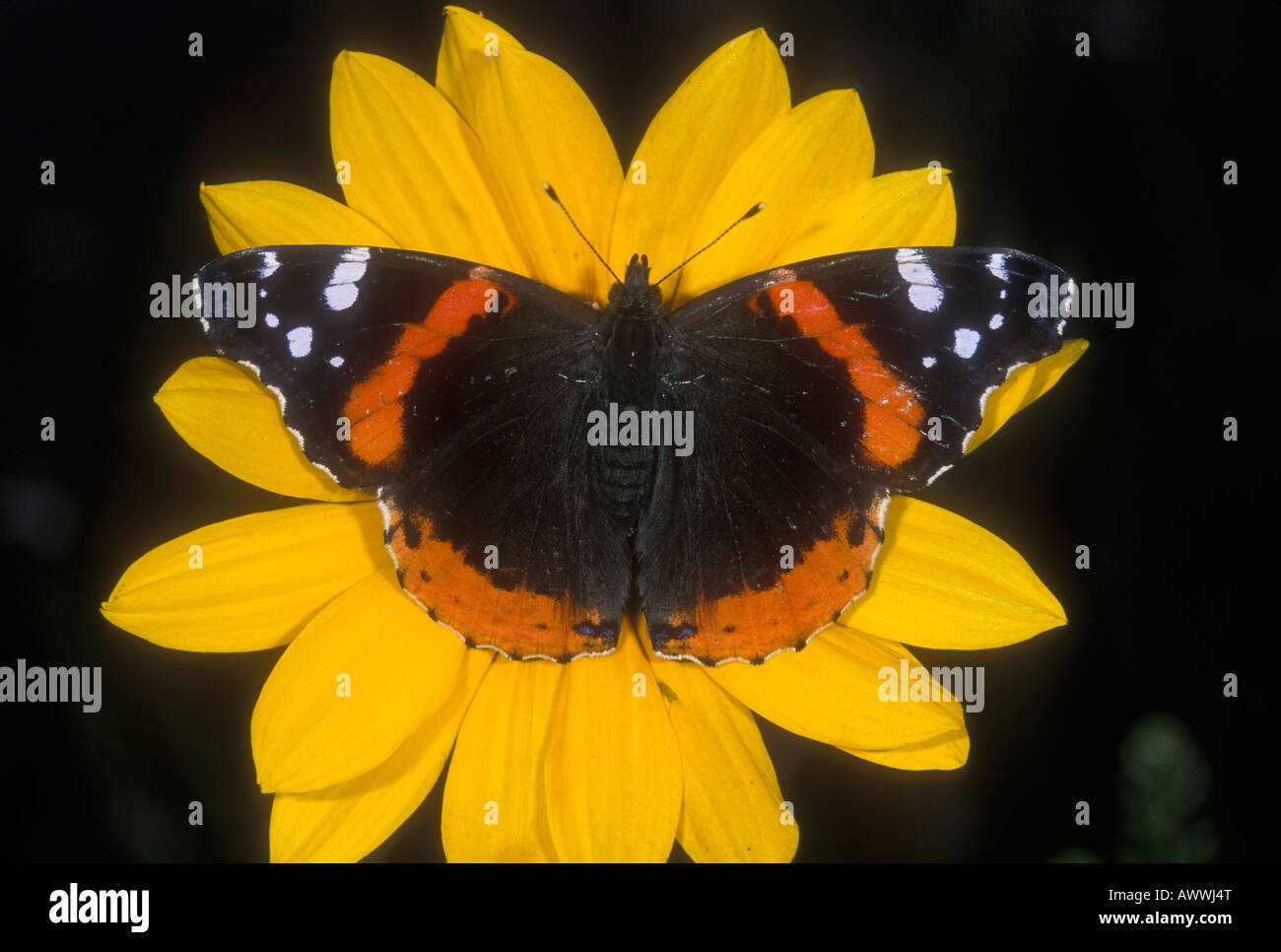 Red Admiral Butterfly, Vanessa atalanta, on sunflower. Stock Photo