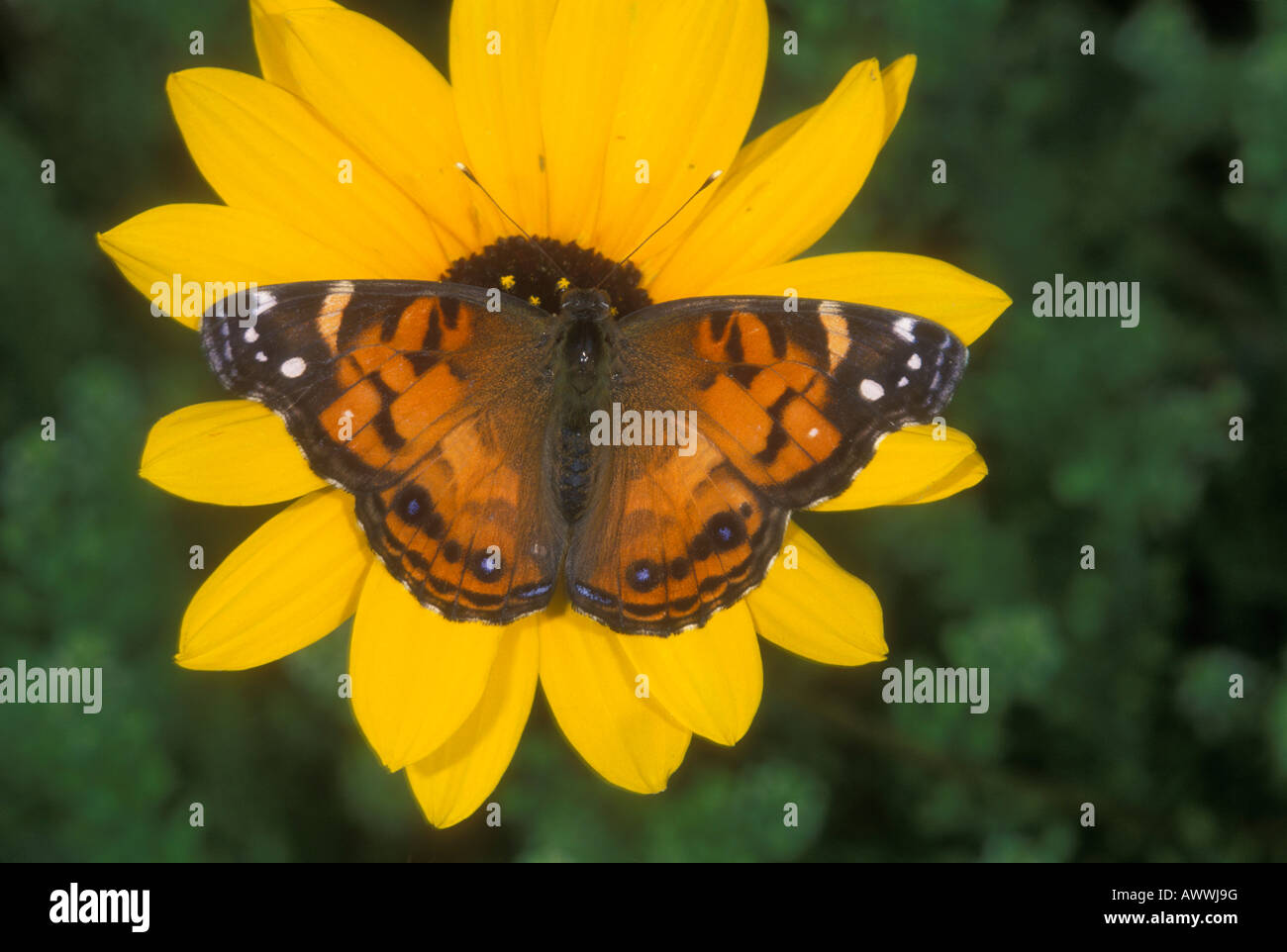 American Painted Lady butterfly, Vanessa virginiensis, feeding on sunflower. Stock Photo