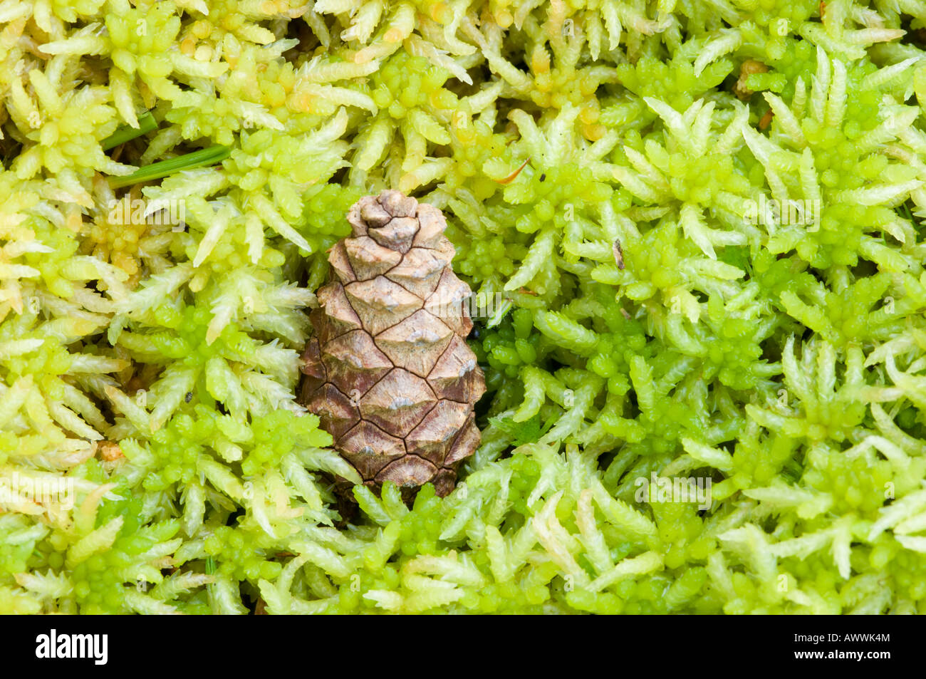 A fallen cone from a Scots pine tree lying among bog moss, or Sphagnum, on the forest floor in Rothiemurchus, Cairngorms Stock Photo