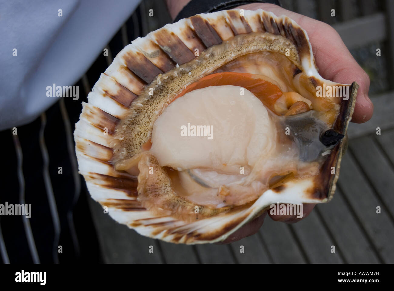 A large sea scallop sliced open by chef in Scotland Stock Photo Alamy
