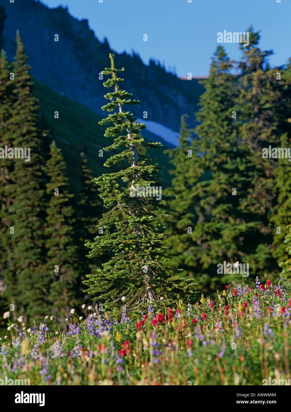 Sub-Alpine Fir sapling in sub-alpine meadow of wildflowers Mt Rainier ...