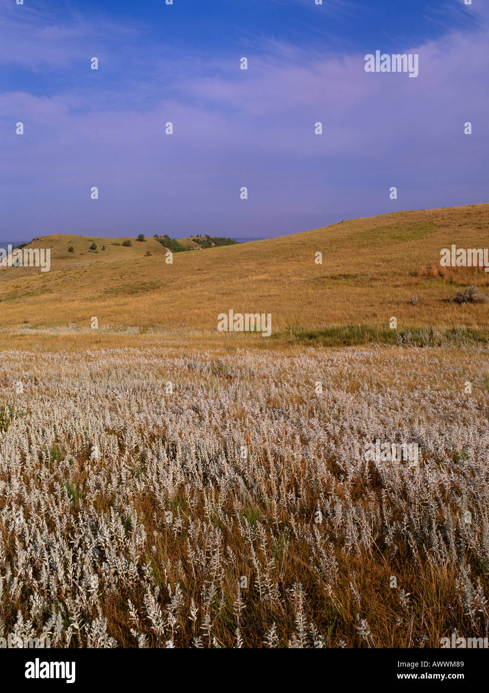 Prairie with Wormwood (Artemisia Absinthium) Theodore Rooseveldt National Park, North Dakota, USA Stock Photo