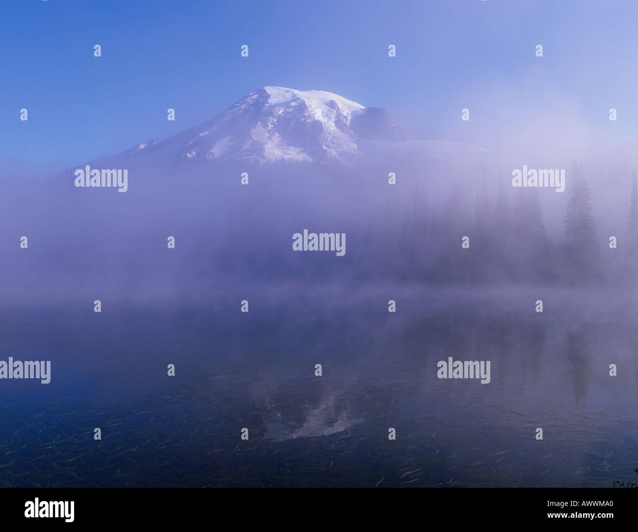 Mt Rainier National Park in mist with temperate rainforest and