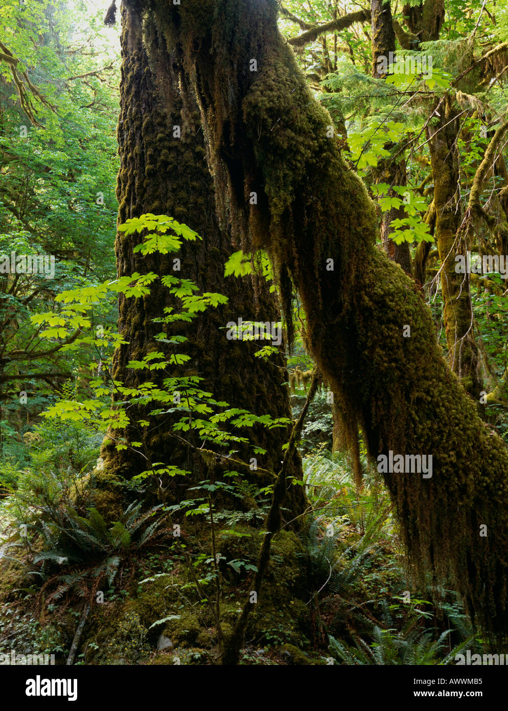 Temperate rainforest, Bigleaf Maple  (Acer Macrophyllum) and Bryophyte covered Douglas Fir, Quinalt Forest, Olympic NP Stock Photo
