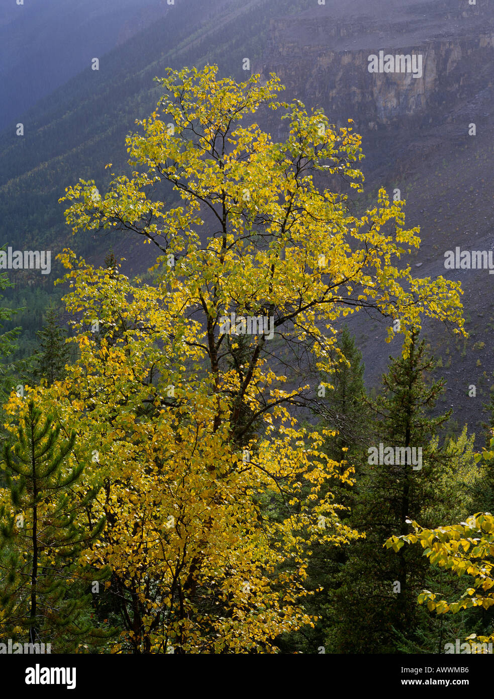 Water Birch (Betula Occidentalis) in fall colours, Mt Robson Provincial Park, British Columbia, Canada Stock Photo