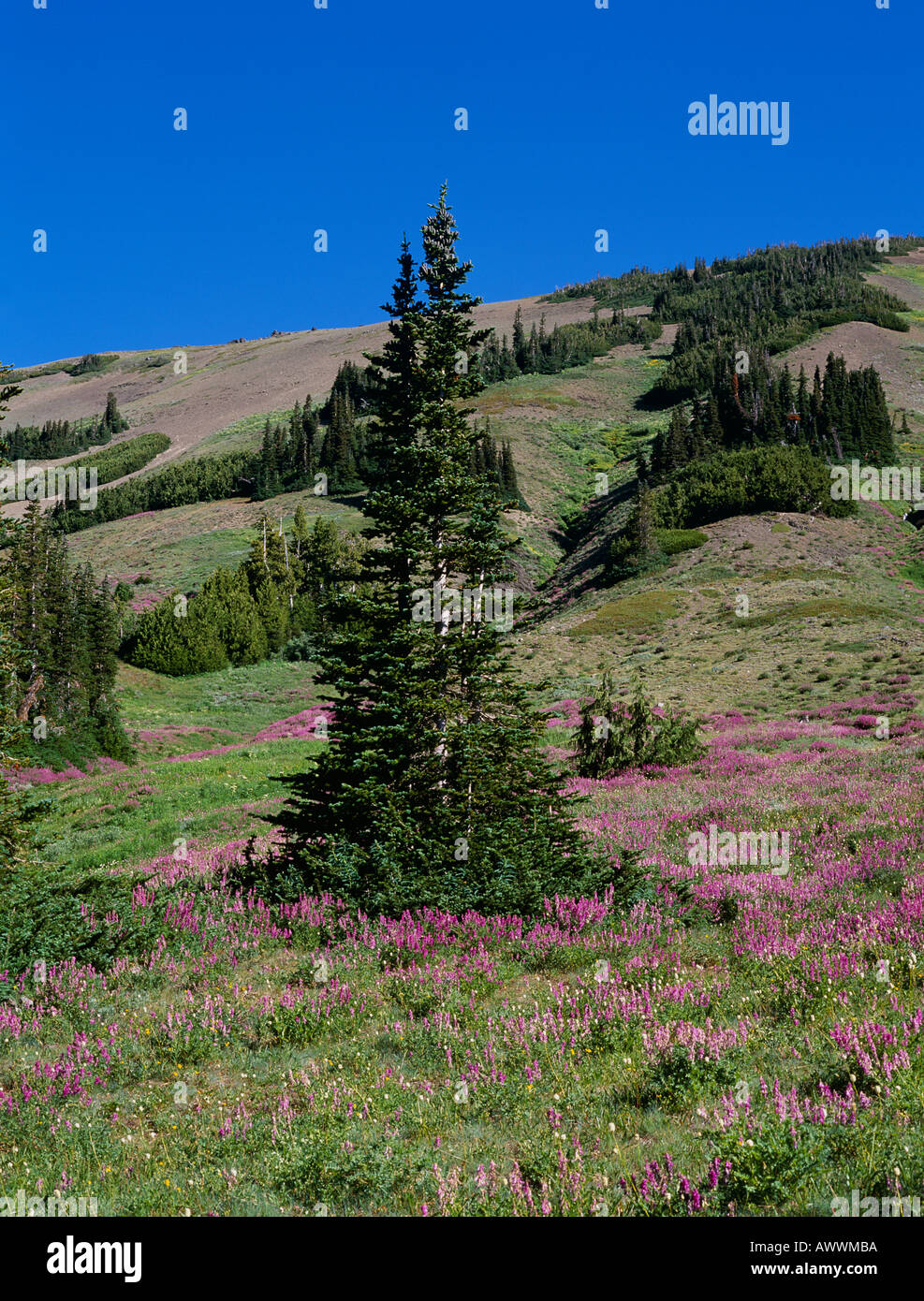 Mountain Hemlock (Tsuga Mertensiana) in meadow of northern Sweet Vetch (Hedysarum Coronarium), Badger Valley, Olympic NP, USA Stock Photo