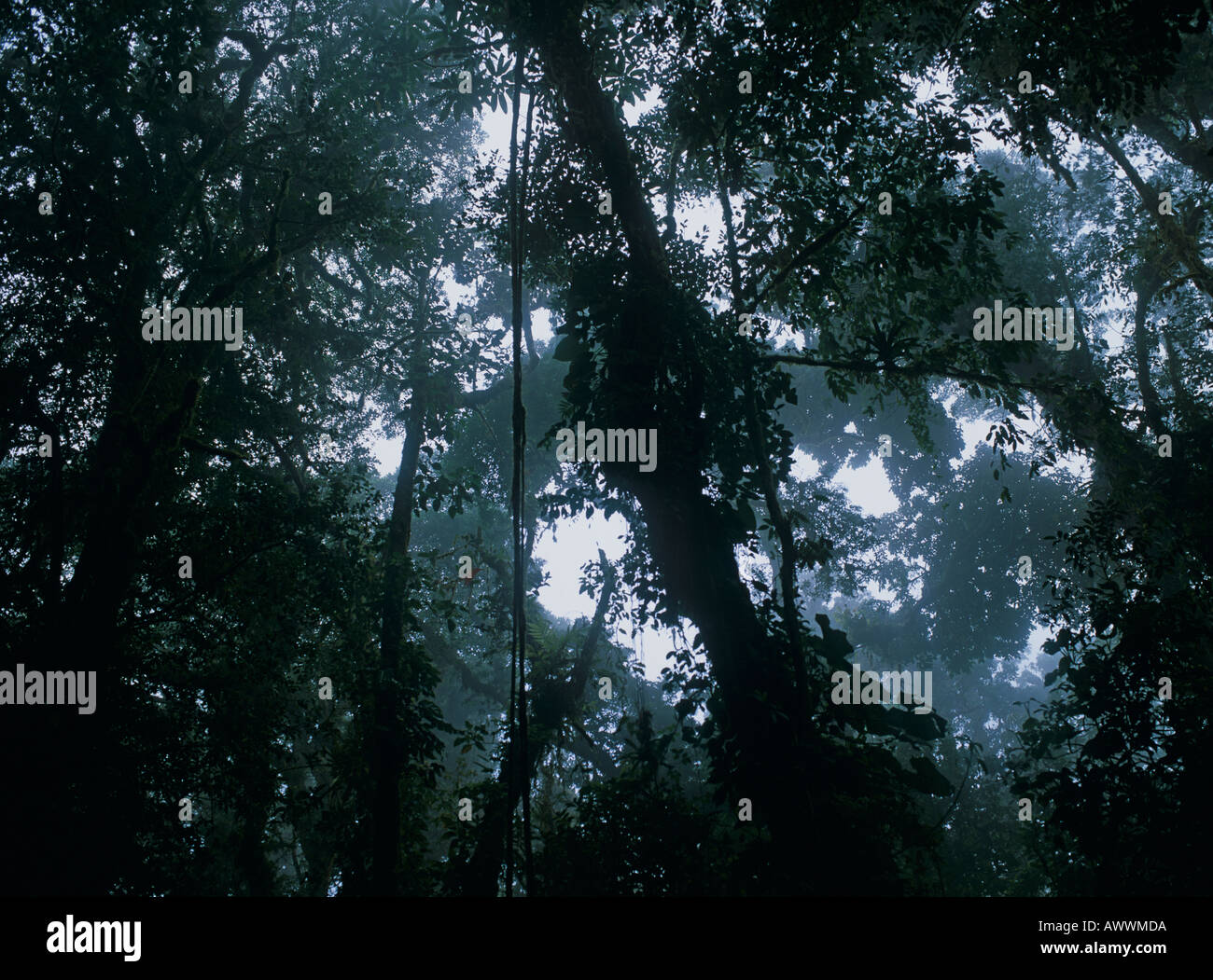 Monteverde cloud forest reserve hi-res stock photography and images - Alamy