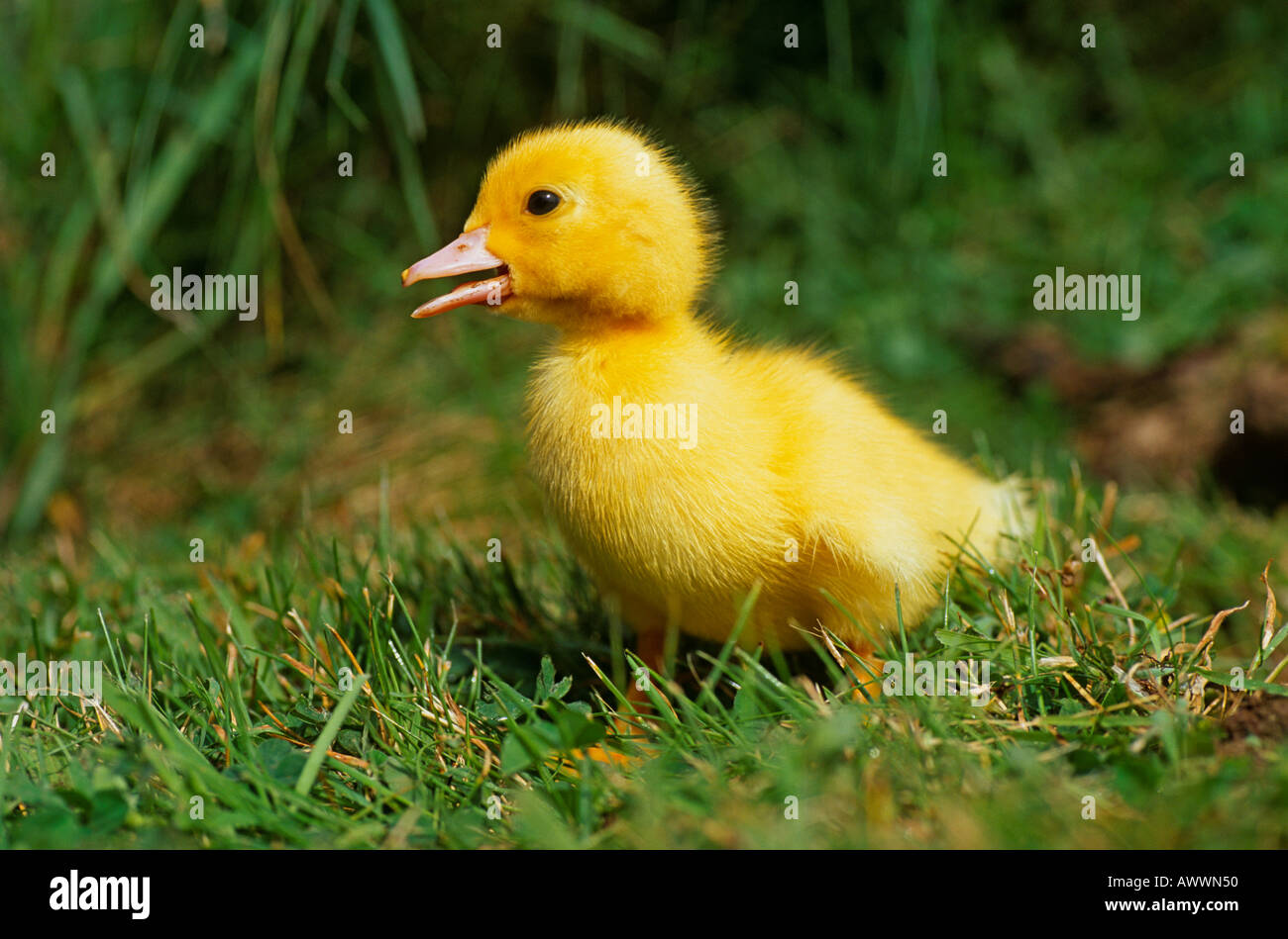 Muscovy Duckling calling Stock Photo