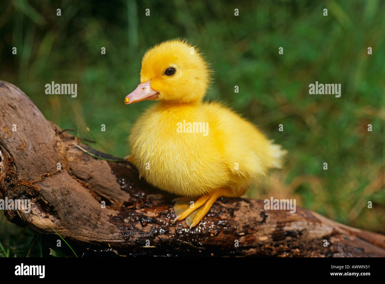 Muscovy Duckling Stock Photo