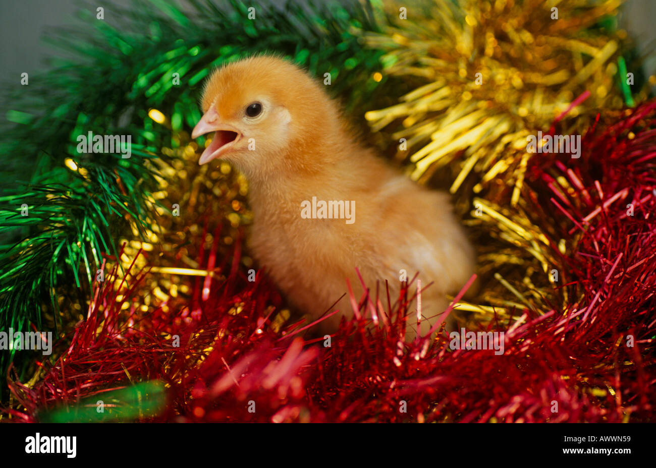 Chick amongst tinsel at Christmas Stock Photo