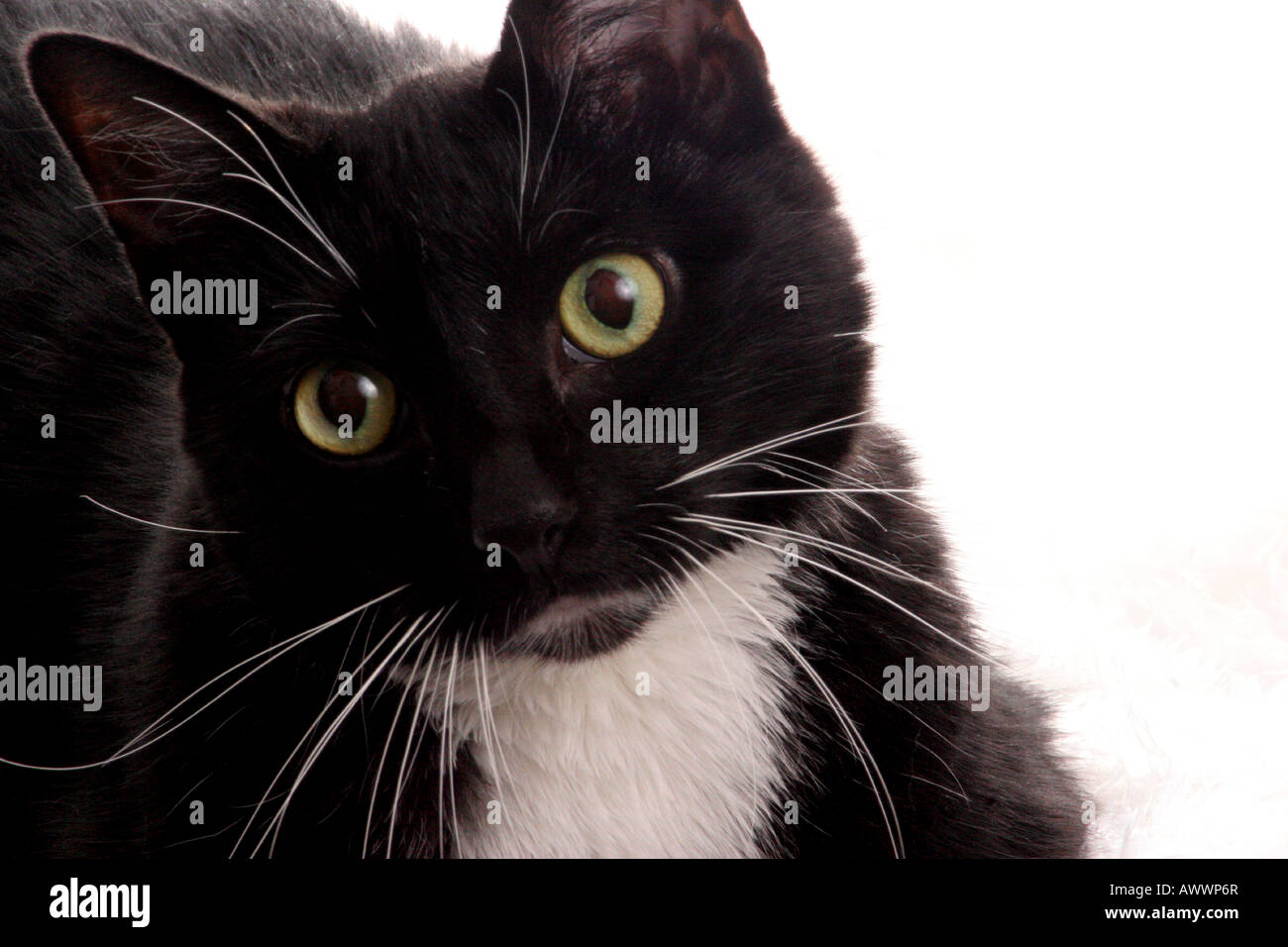 A black and white cat Stock Photo - Alamy