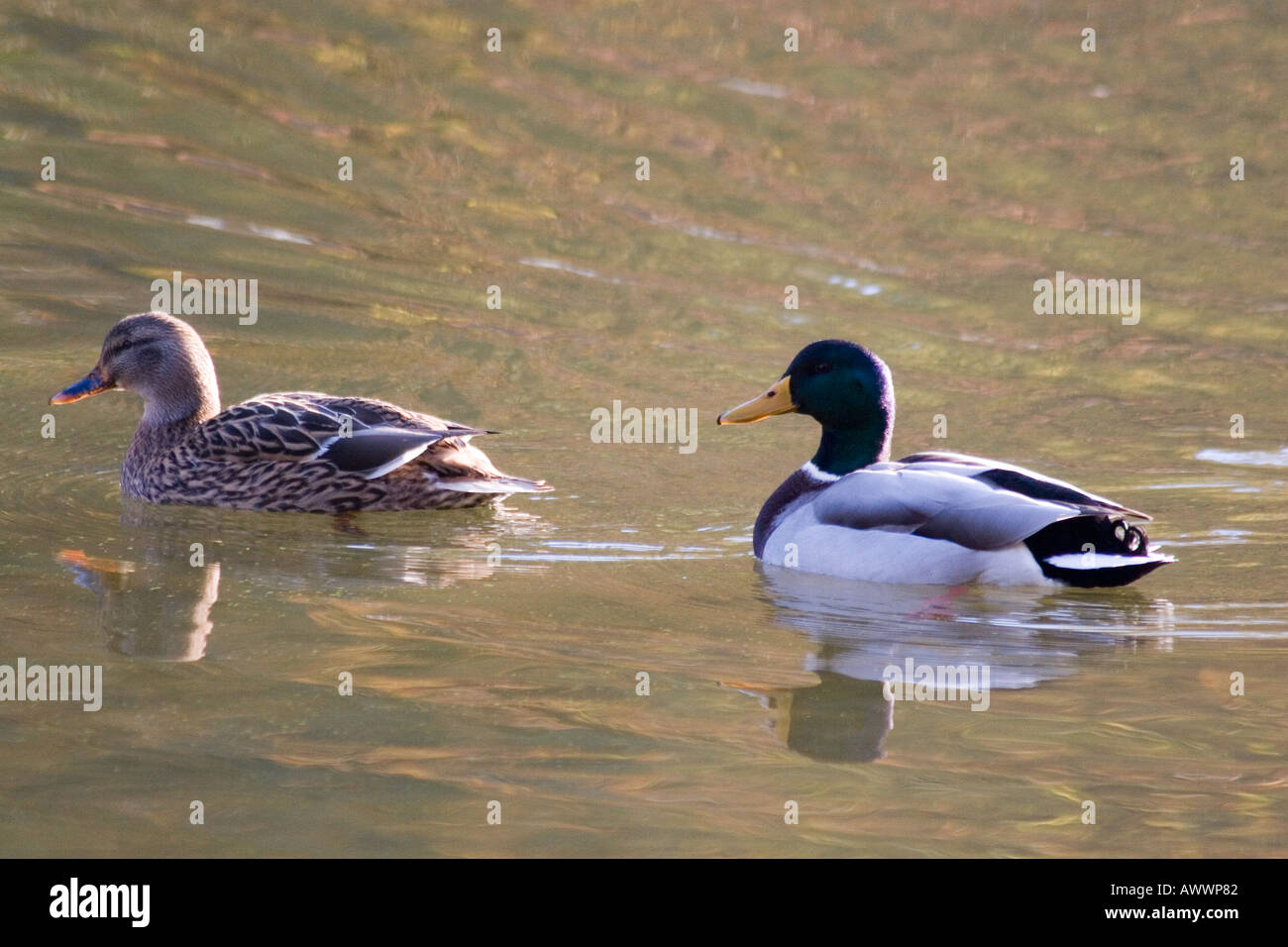Pair of adult Mallard ducks, swimming on a lake Stock Photo