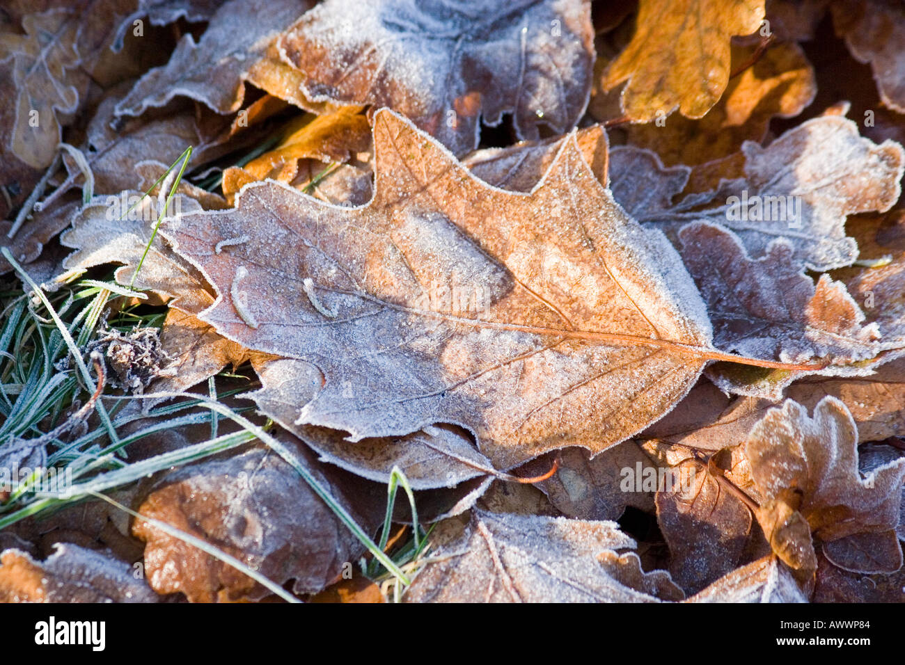 Autumn leaves on frost covered grass Stock Photo