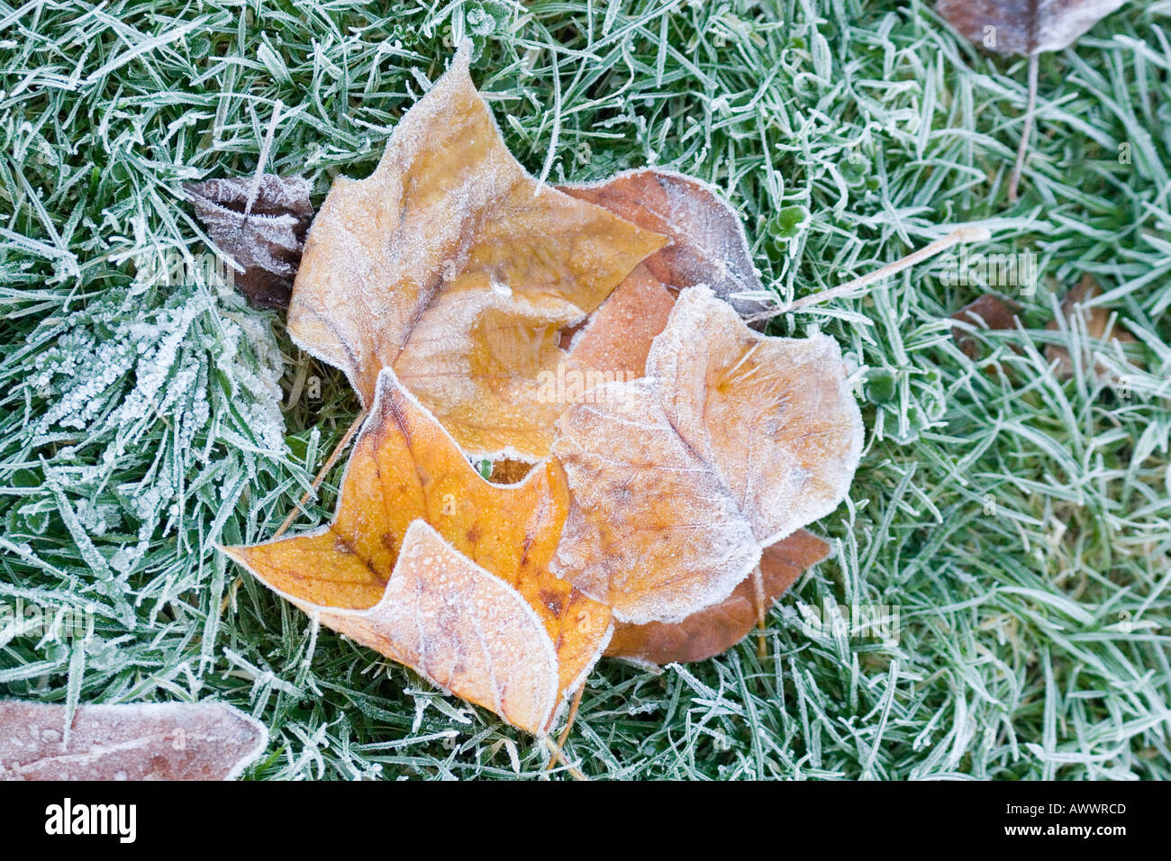 Autumn leaves on frost covered grass Stock Photo