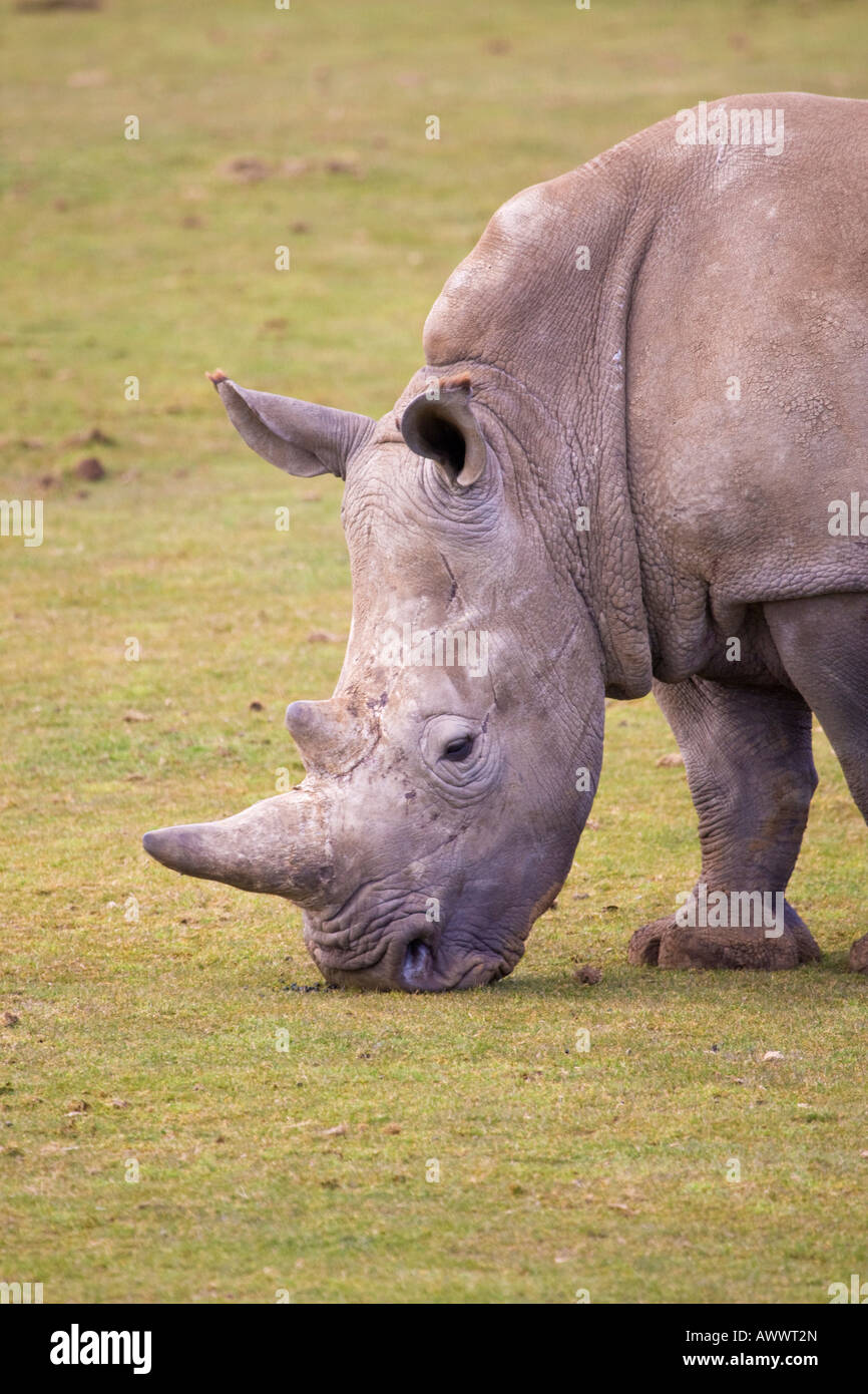Rhino grazing,Bedfordshire,England,UK Stock Photo