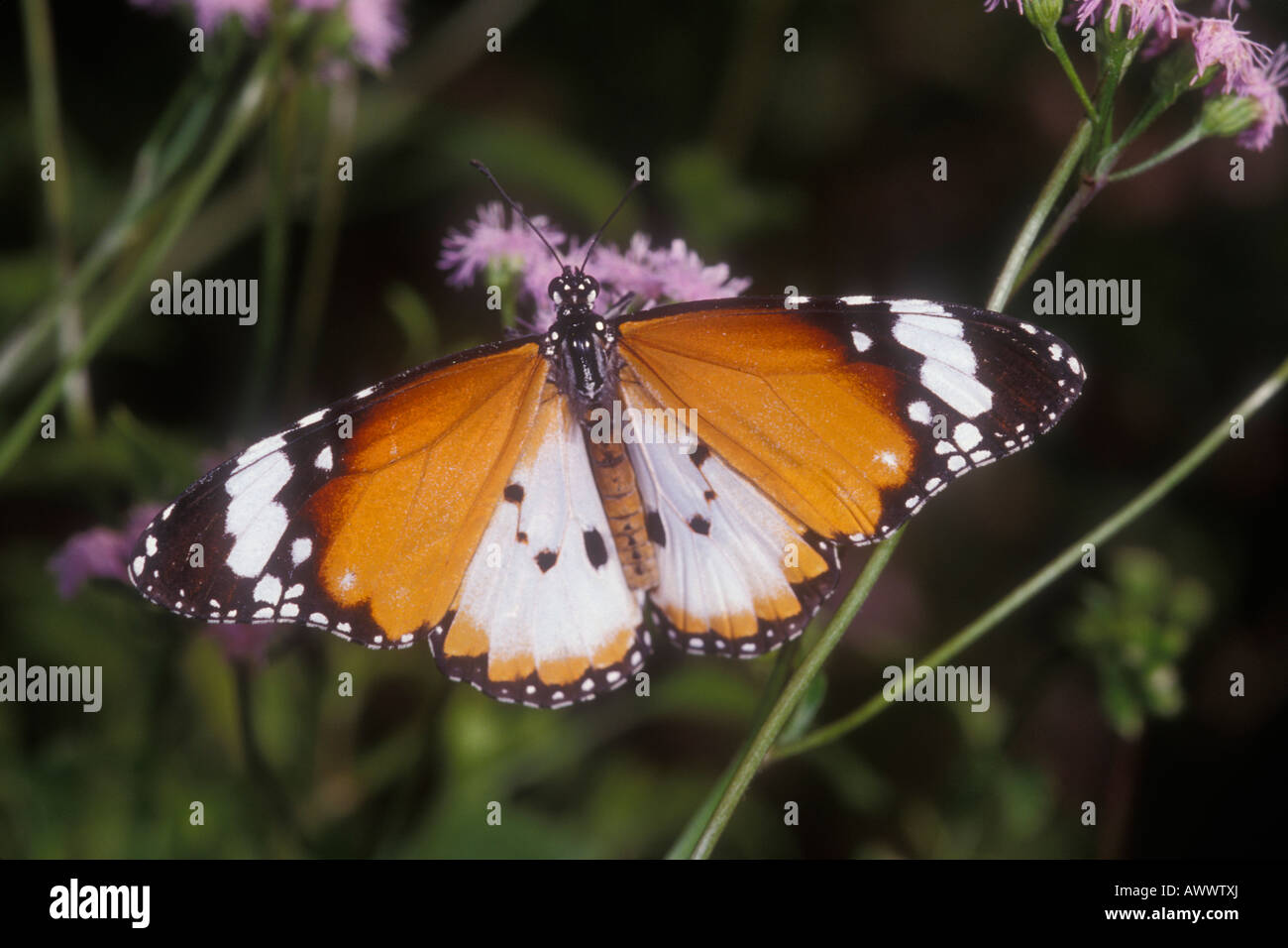 Plain Tiger Butterfly, Danaus chrysippus. Stock Photo