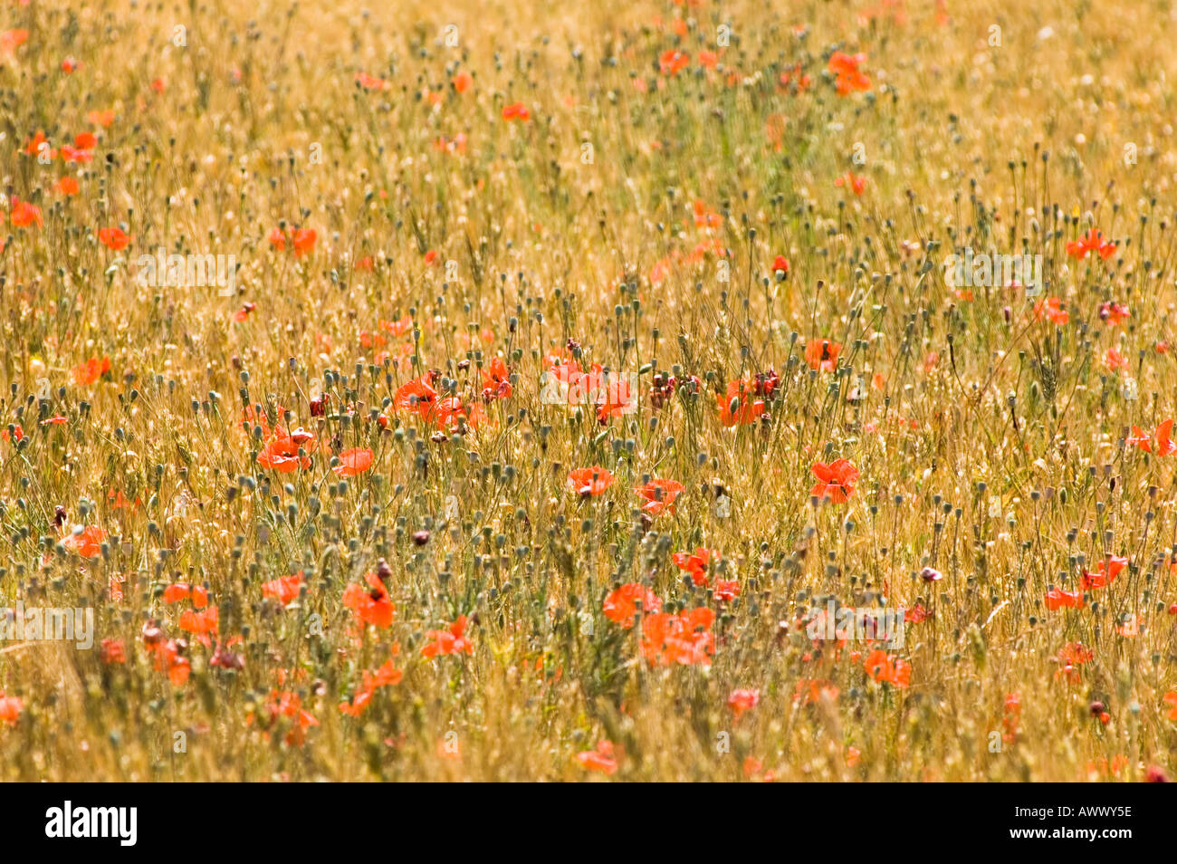Poppies in fields in provence hi-res stock photography and images - Alamy