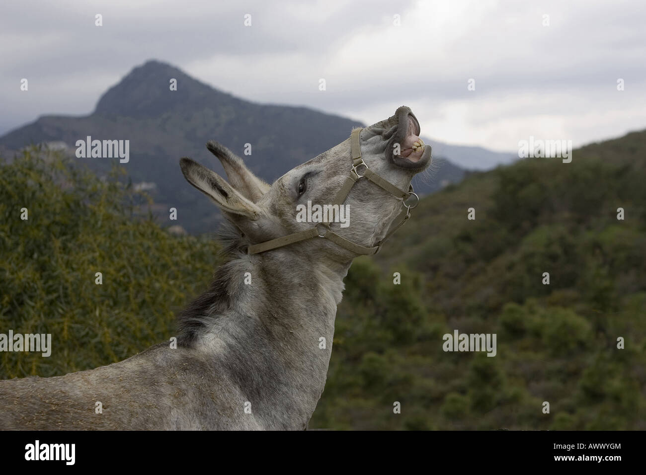 The Andalucian Giant Donkey called El Quiver Spanish for the Big One