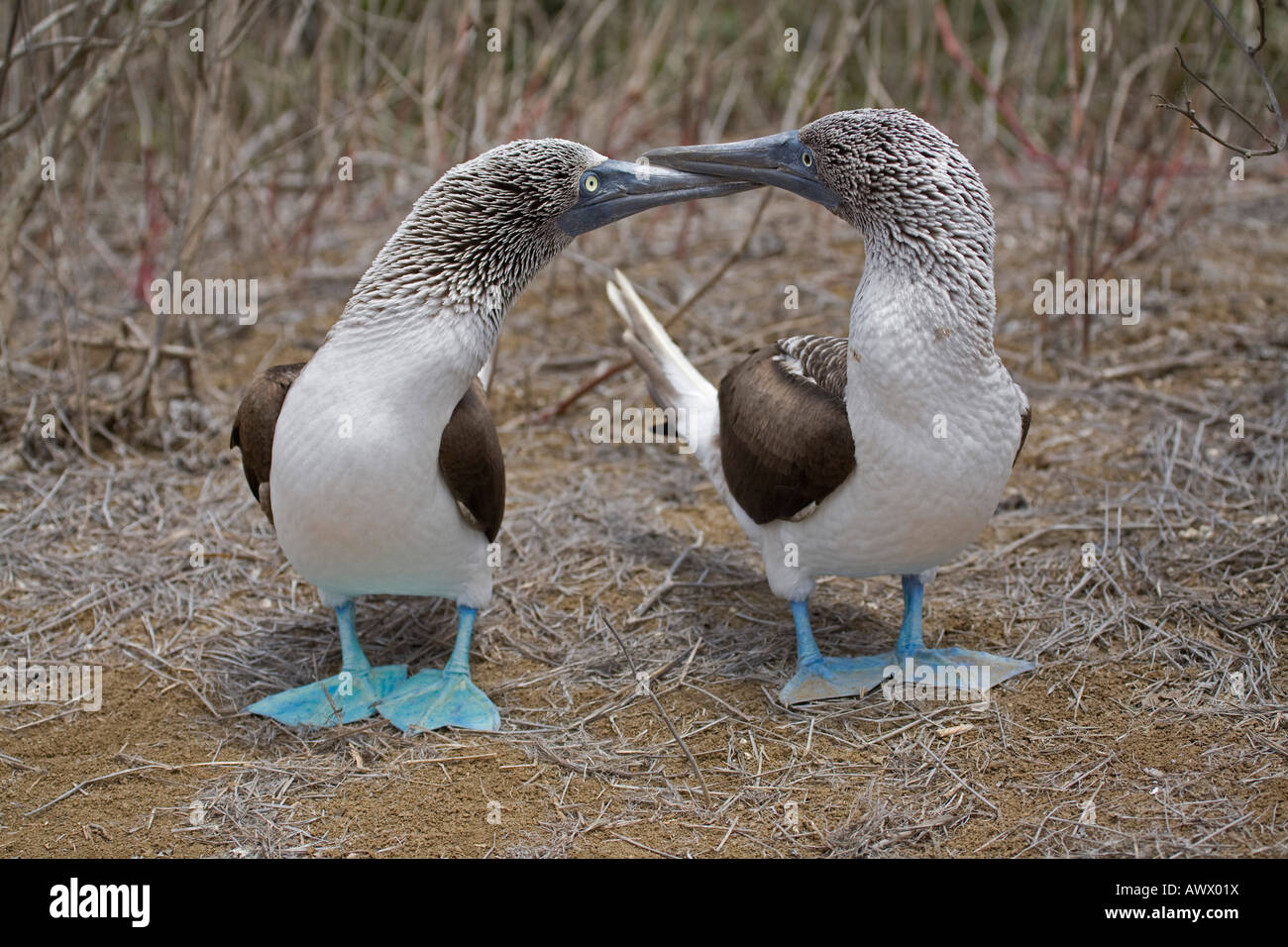 two boobies  Blue footed Booby bird Sula nebouxii La Plata Island, Galapagos Ecuador South America courting parade Stock Photo