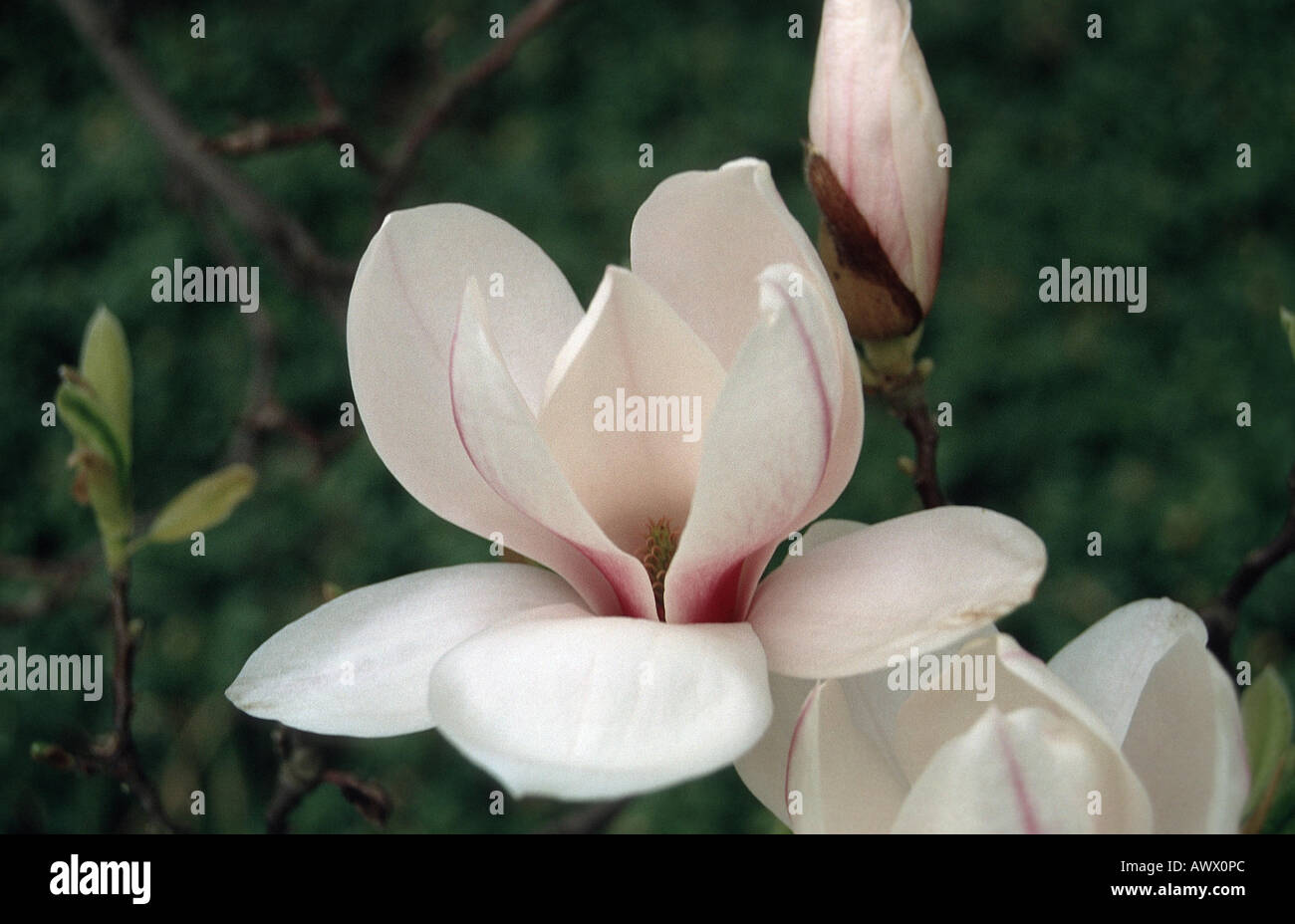 saucer magnolia (Magnolia x soulangiana, Magnolia soulangiana, Magnolia x soulangeana, Magnolia soulangeana), flower Stock Photo
