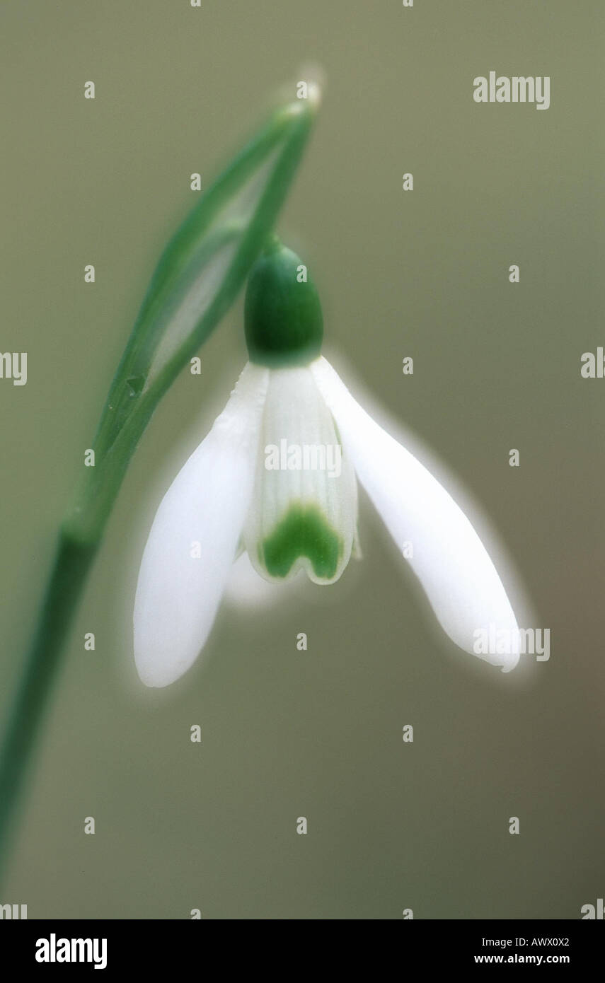 common snowdrop (Galanthus nivalis), single blossom; double exposure ...