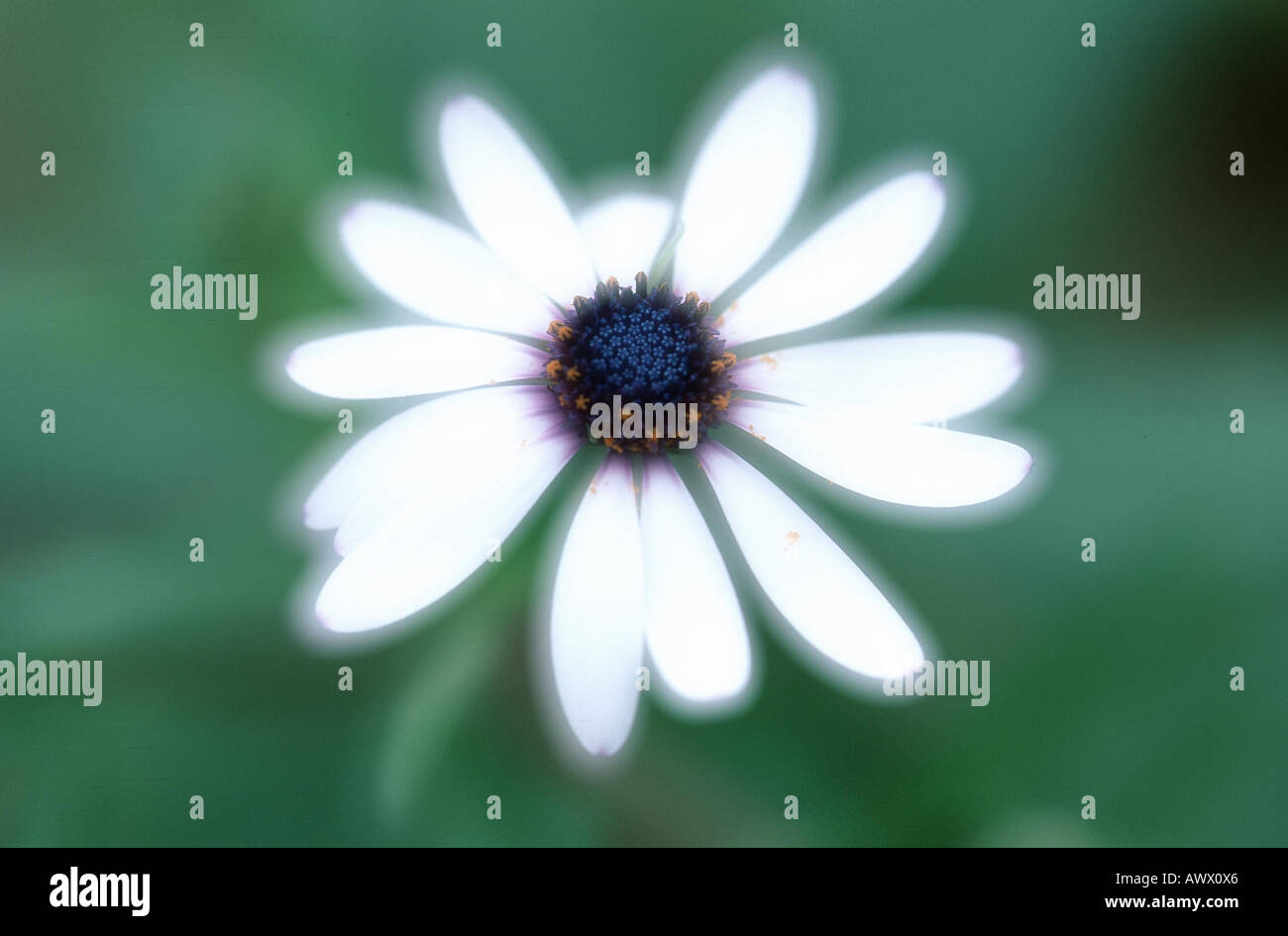 African Daisy, Lavender African Daisy, Norlindh freeway daisy (Osteospermum ecklonis), inflorescence, double exposure Stock Photo