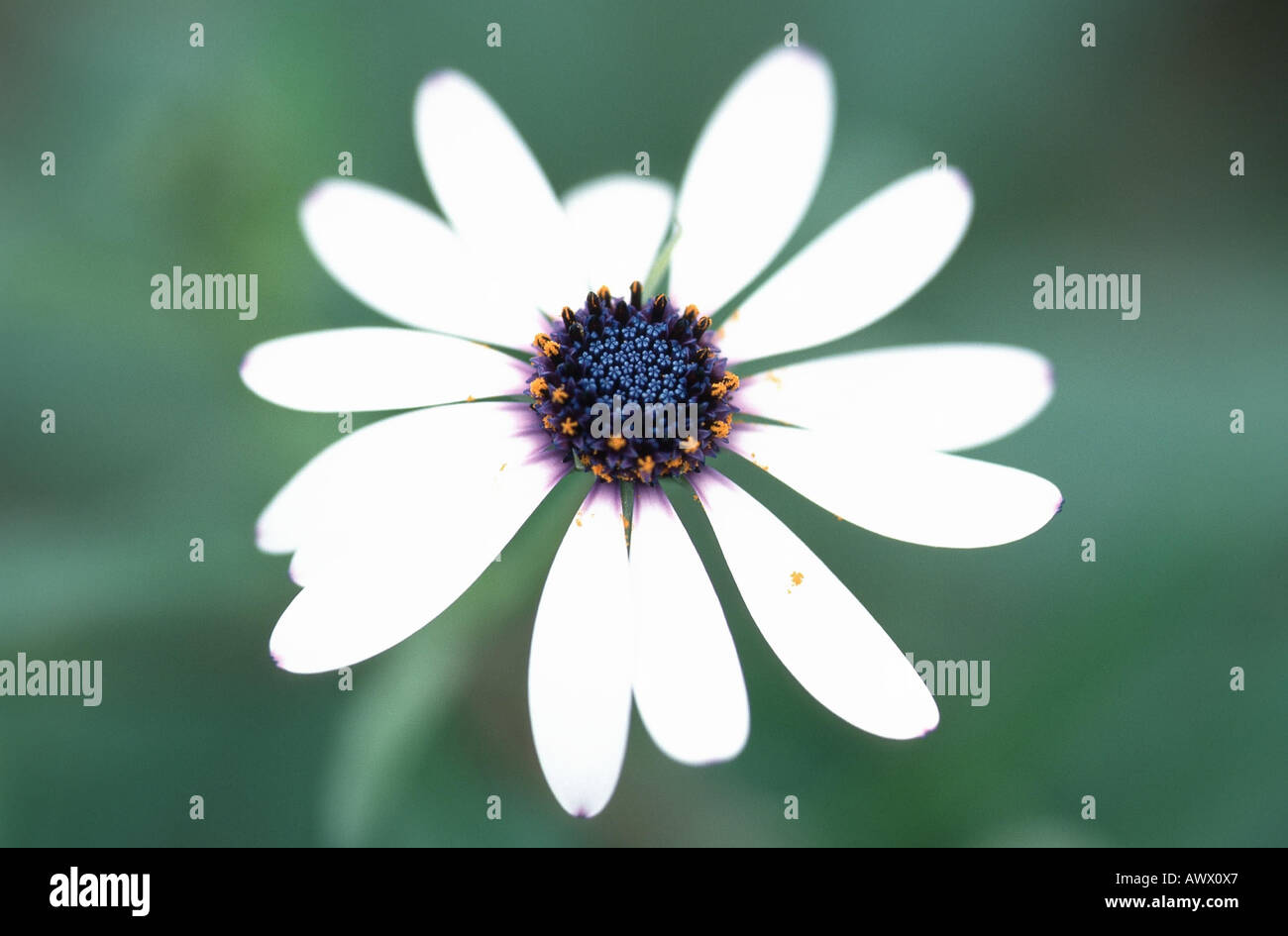 African Daisy, Lavender African Daisy, Norlindh freeway daisy (Osteospermum ecklonis), inflorescence, double exposure Stock Photo