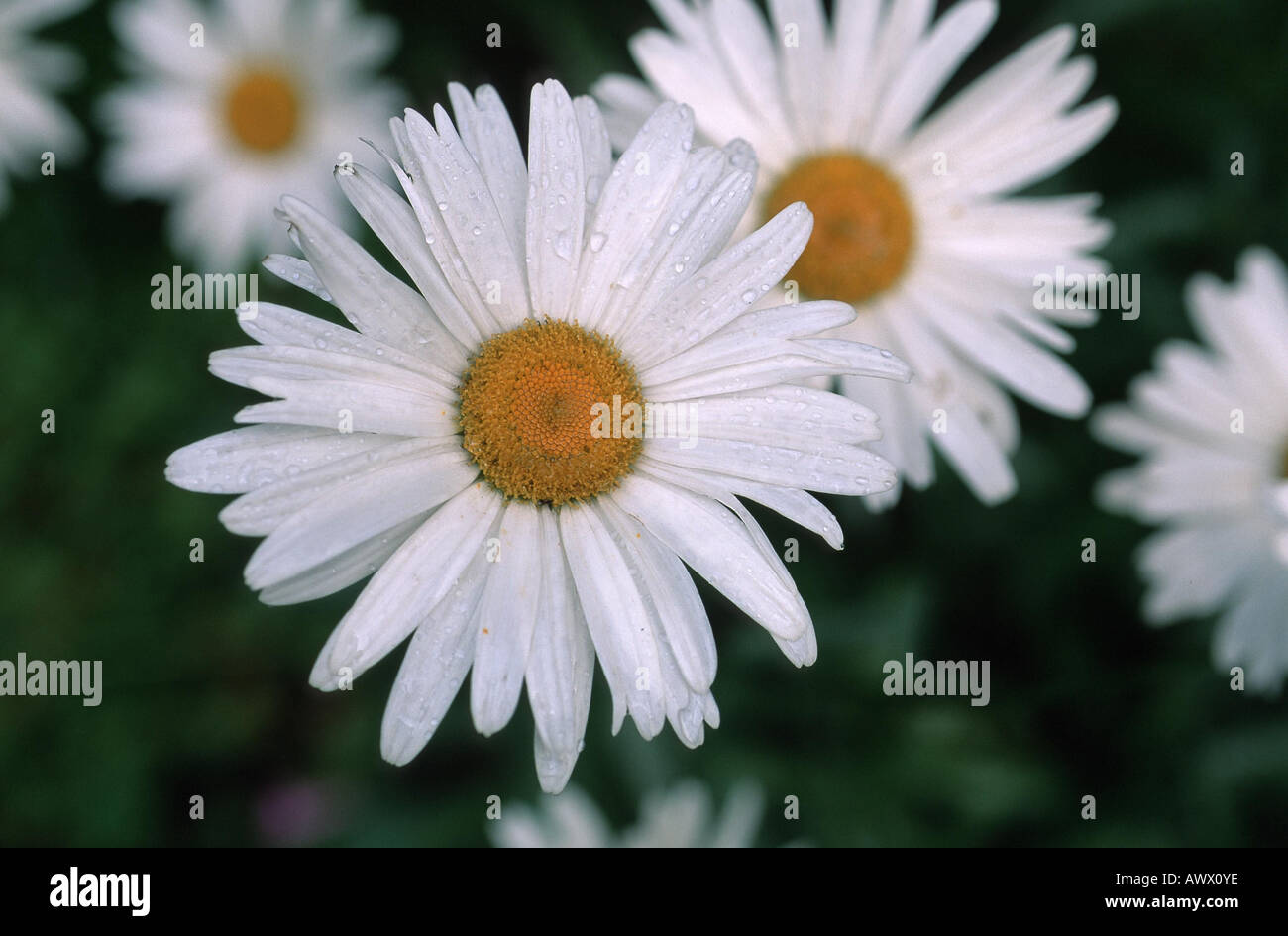 shasta daisy (Leucanthemum maximum), inflorescence (capitula), Germany Stock Photo