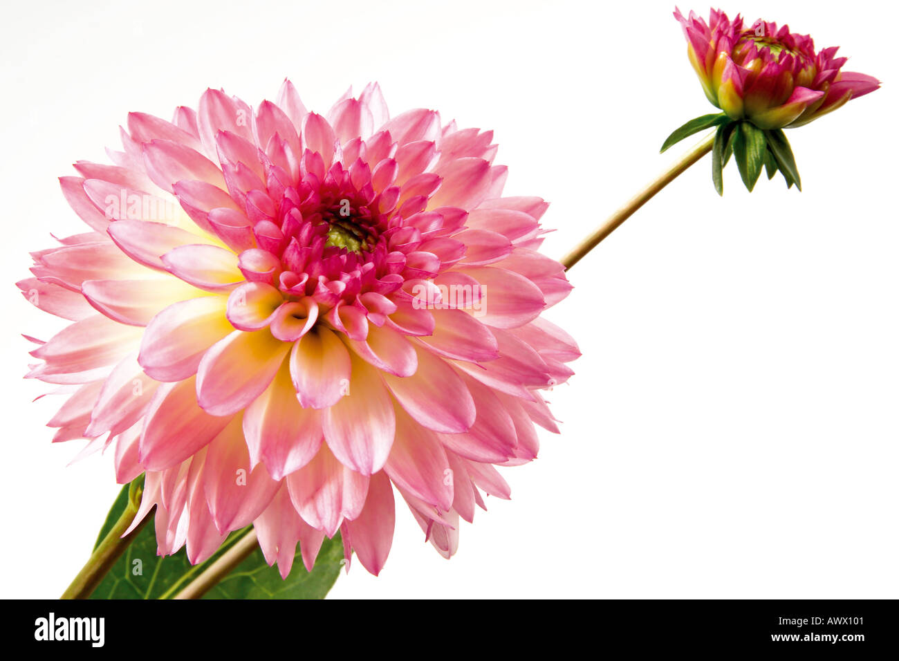Pink Dahlias (Dahlia), close-up Stock Photo