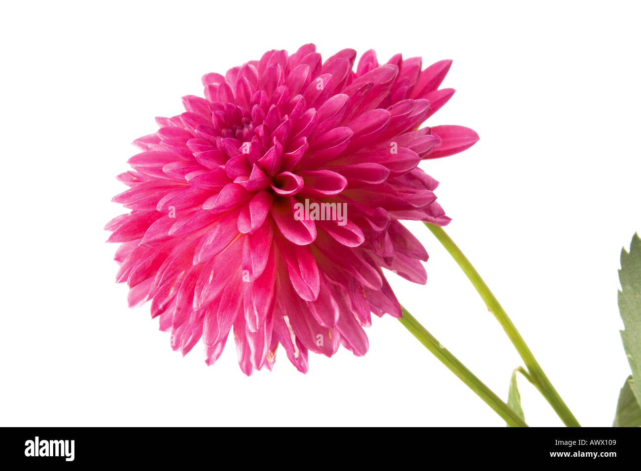 Pink Dahlias (Dahlia), close-up Stock Photo