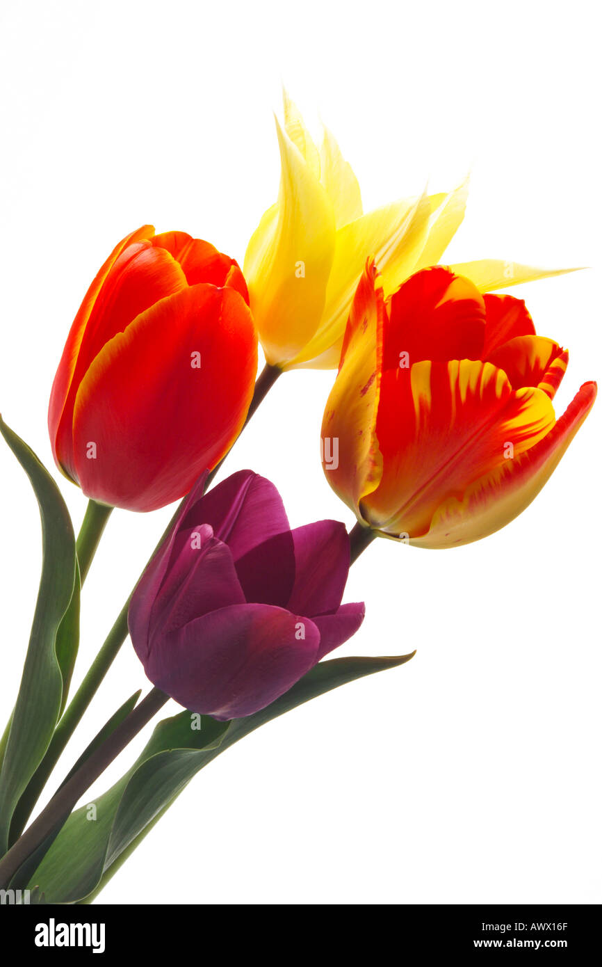 Tulips (Tulipa gesneriana), close-up Stock Photo