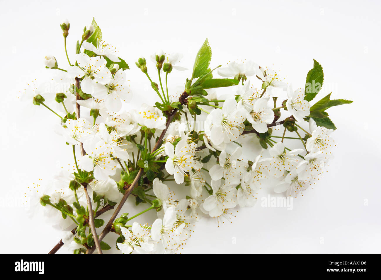 White cherry blossoms photos hi-res stock photography and images - Alamy