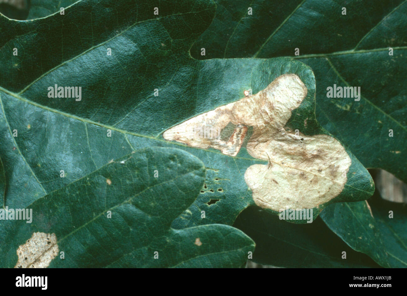 red-feather carl, trumpet leafminer (Tischeria ekebladella), pest on an oak leaf Stock Photo