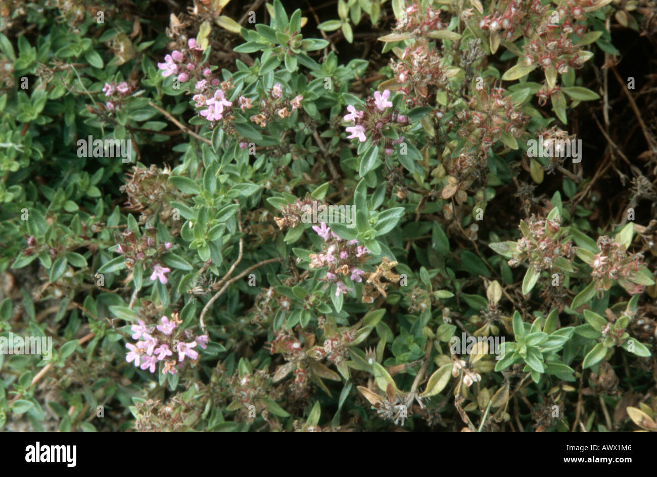 caraway thyme (Thymus herbabarona), blooming plant Stock Photo Alamy