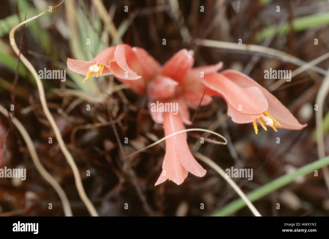pitcairnia (Pitcairnia heterophylla), blooming plant Stock Photo