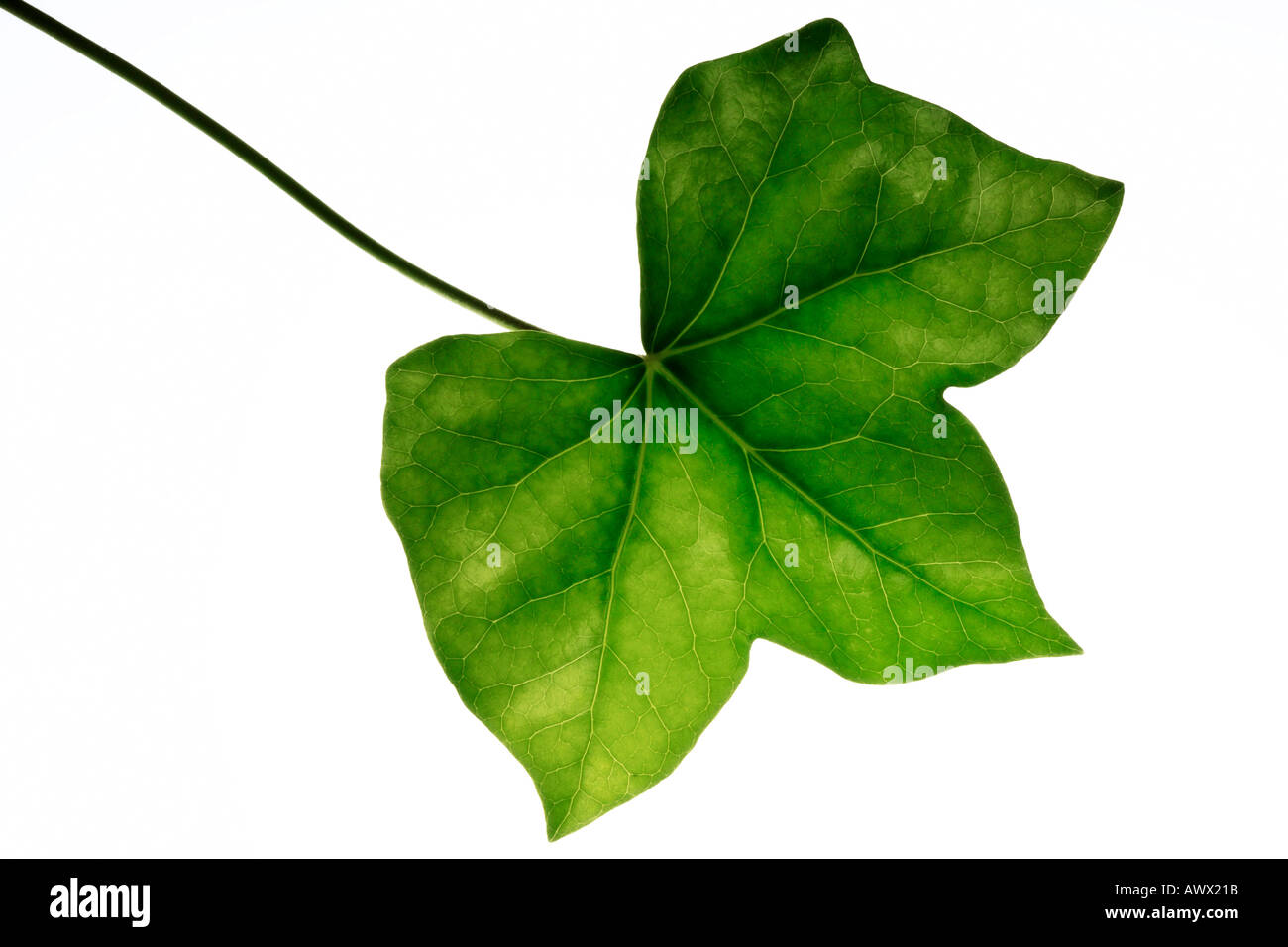 Ivy leaf (Hedera helix), close-up Stock Photo