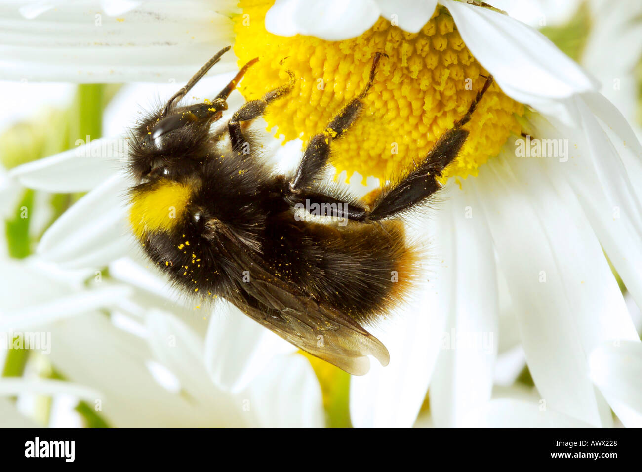 Bumble-bee (Bombus) on flower, close-up Stock Photo